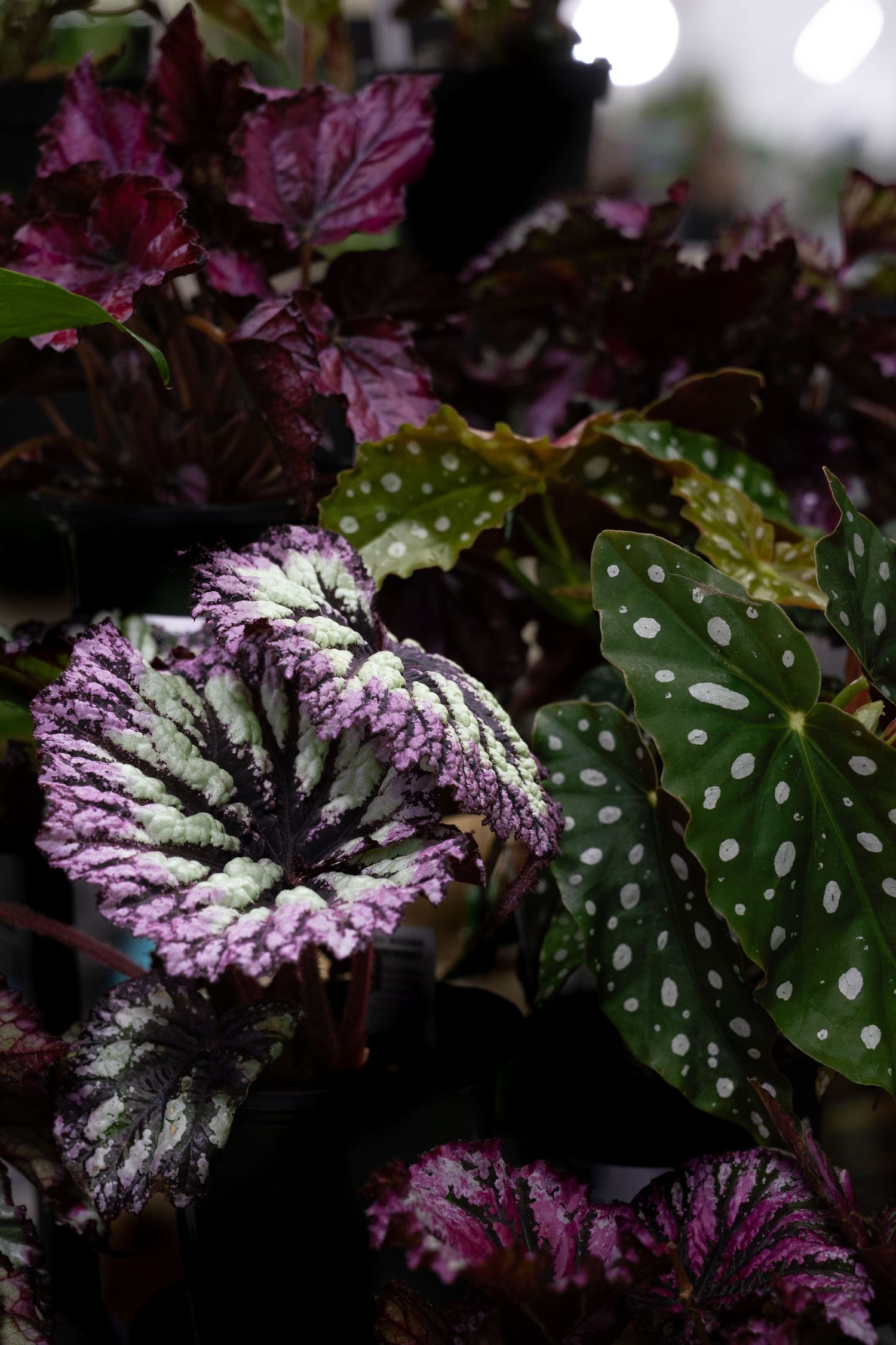 Purple and green begonia leaves with silvery polka dots glisten with water droplets in a dark garden setting.