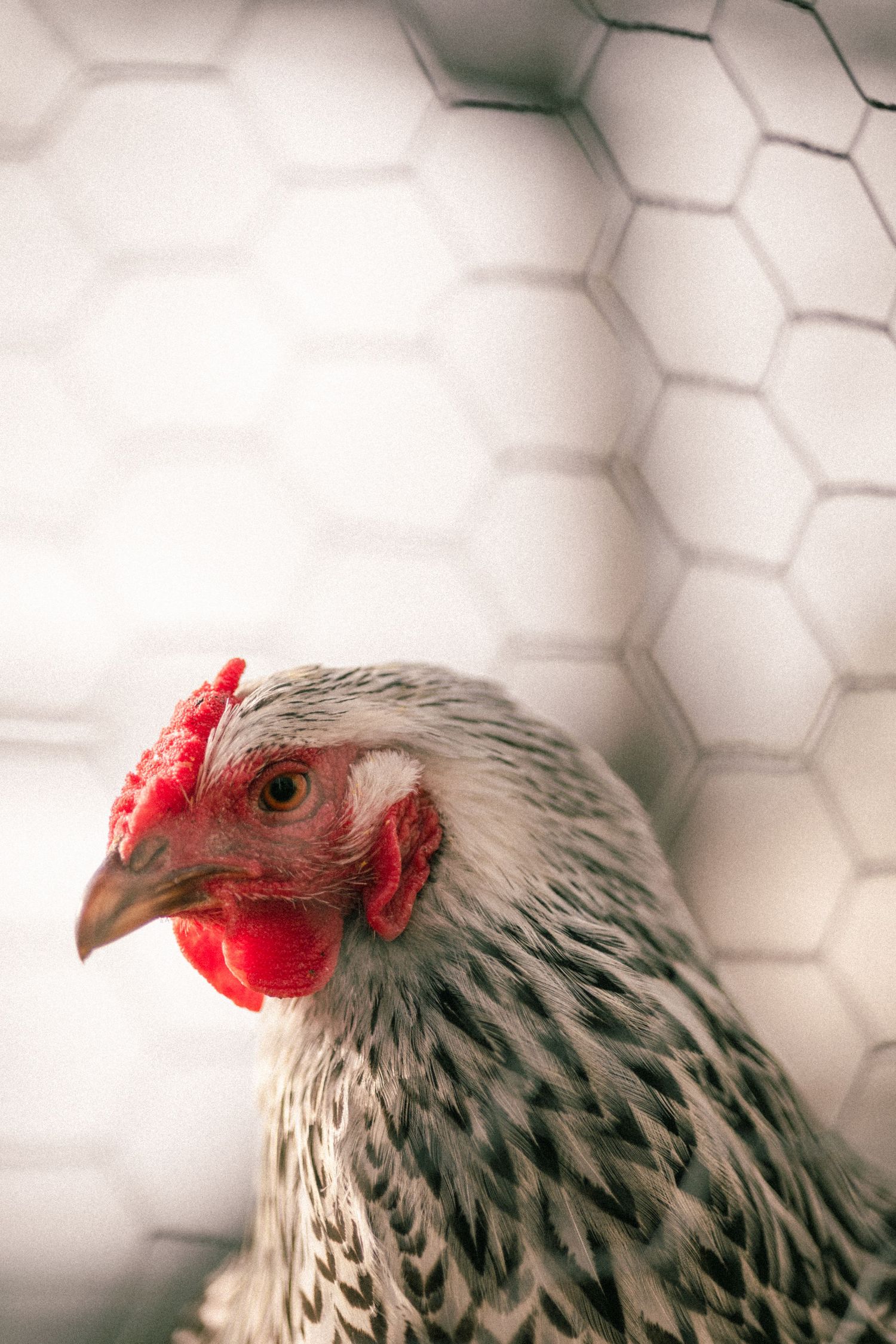 Close-up portrait of a gray and white chicken with red comb against hexagonal wire mesh background.
