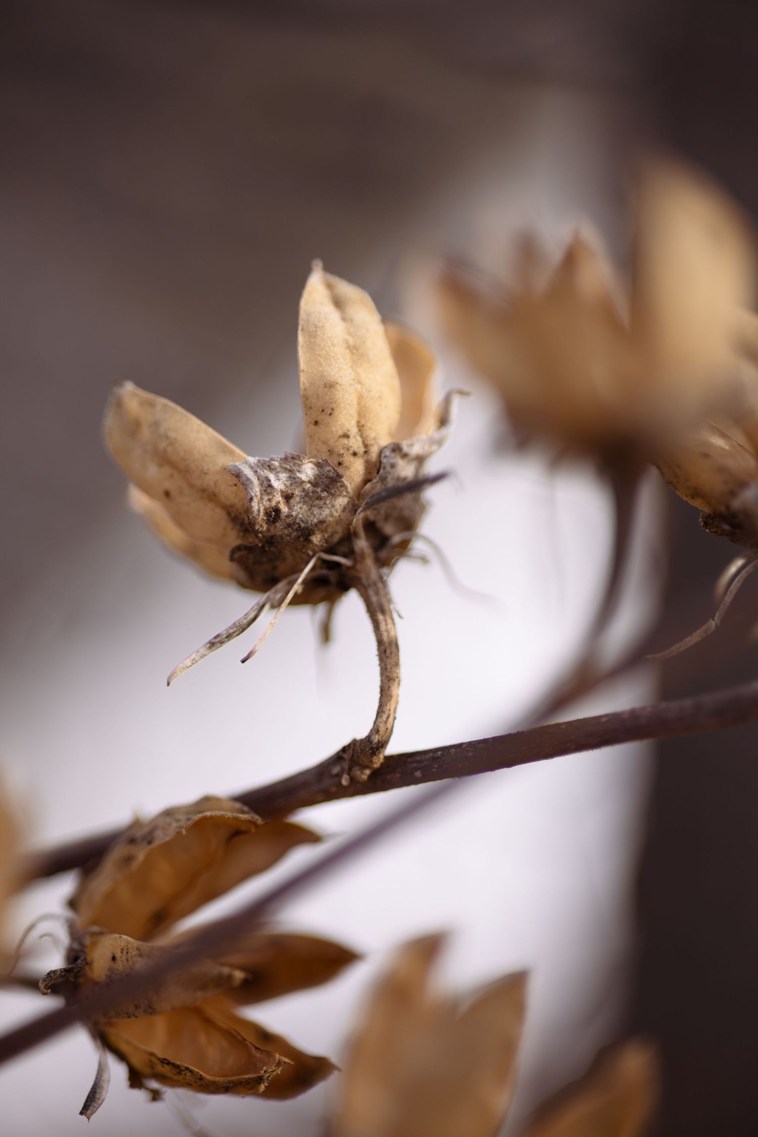 Dried brown seed pods on a delicate branch with shallow depth of field creating a soft blurred background.