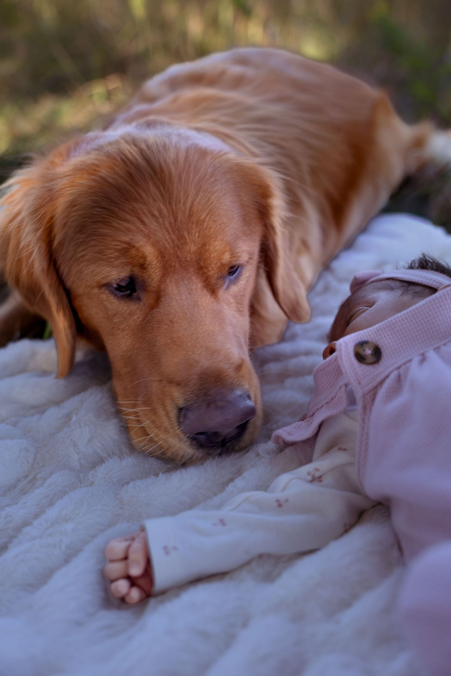 A golden retriever dog rests its head on a white blanket while looking down with a gentle expression.