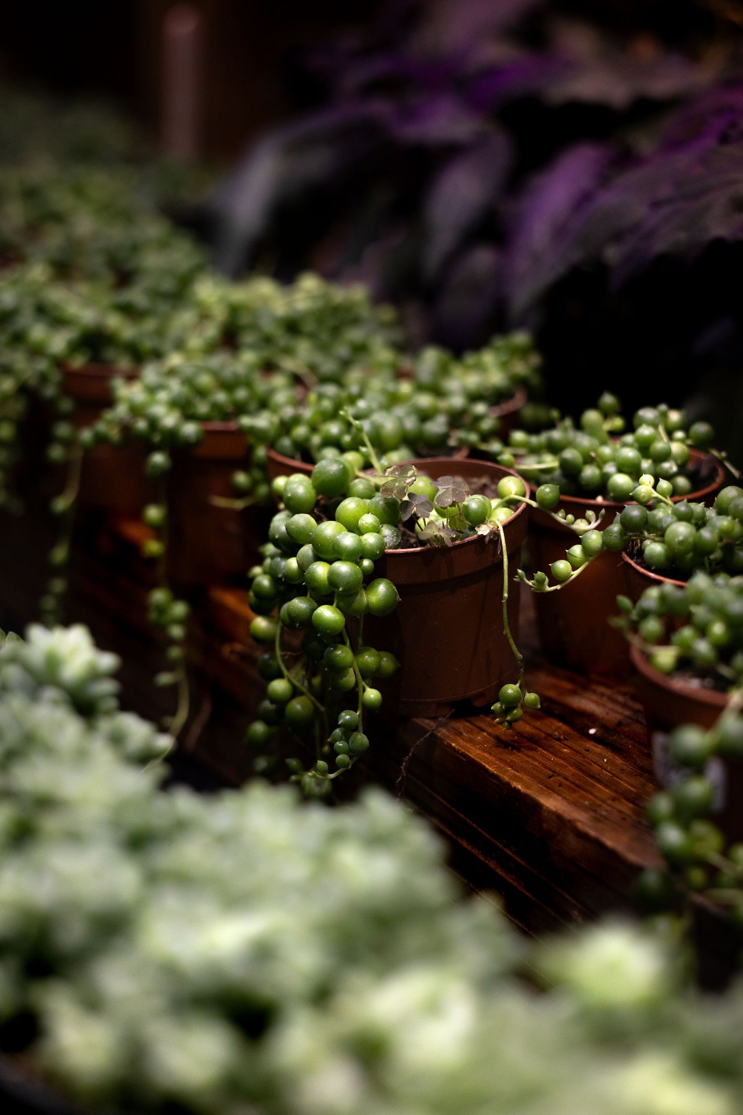 Close-up macro shot of green grapes growing on wooden trellis with soft bokeh background effect.