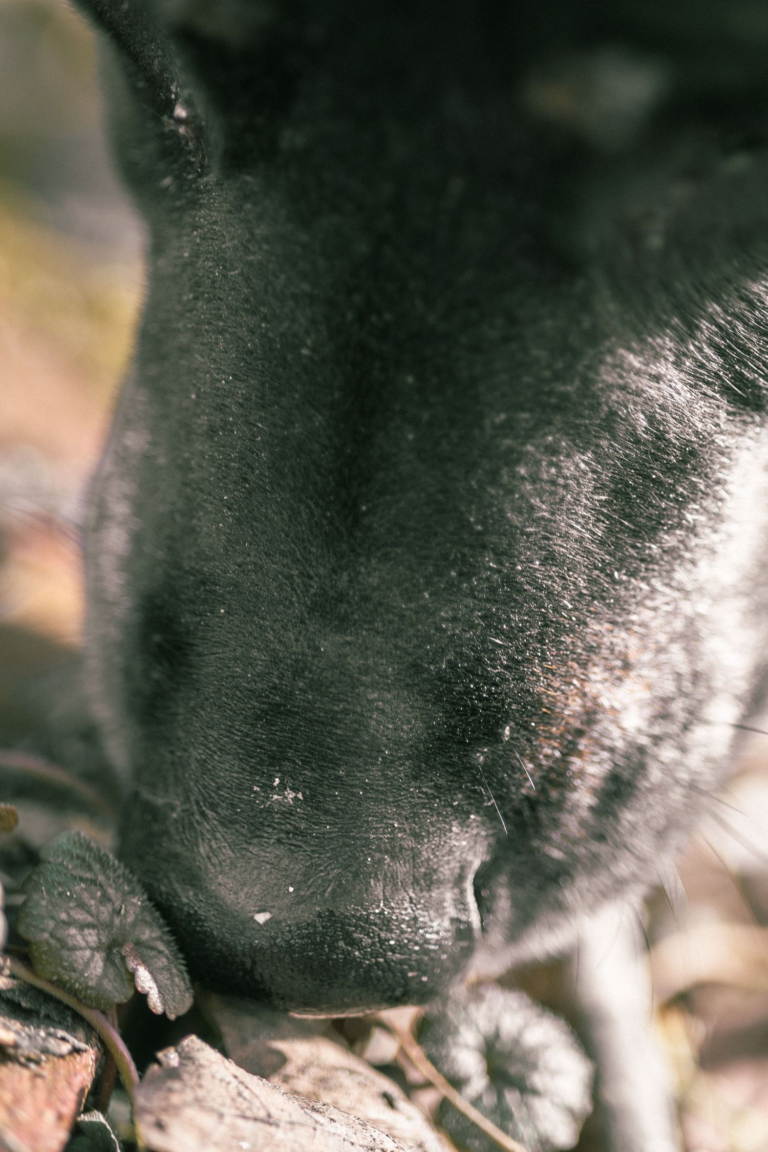 Extreme close-up macro photograph of a black animal nose with textured surface and moisture visible.