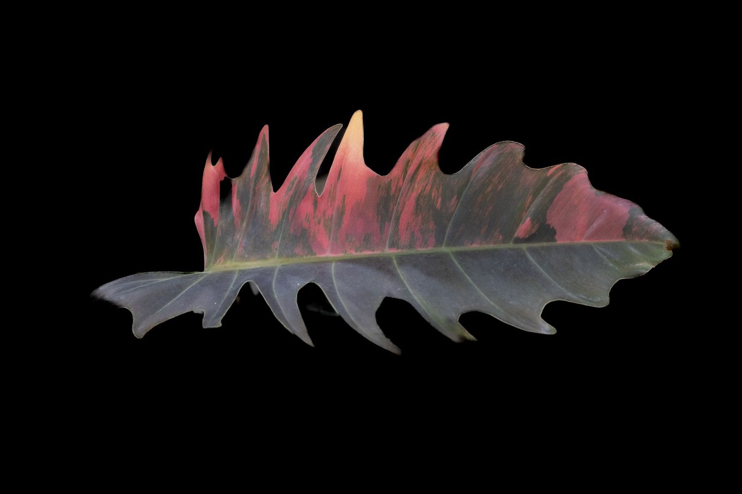 A translucent oak leaf with pink and gray coloring photographed against a black background.