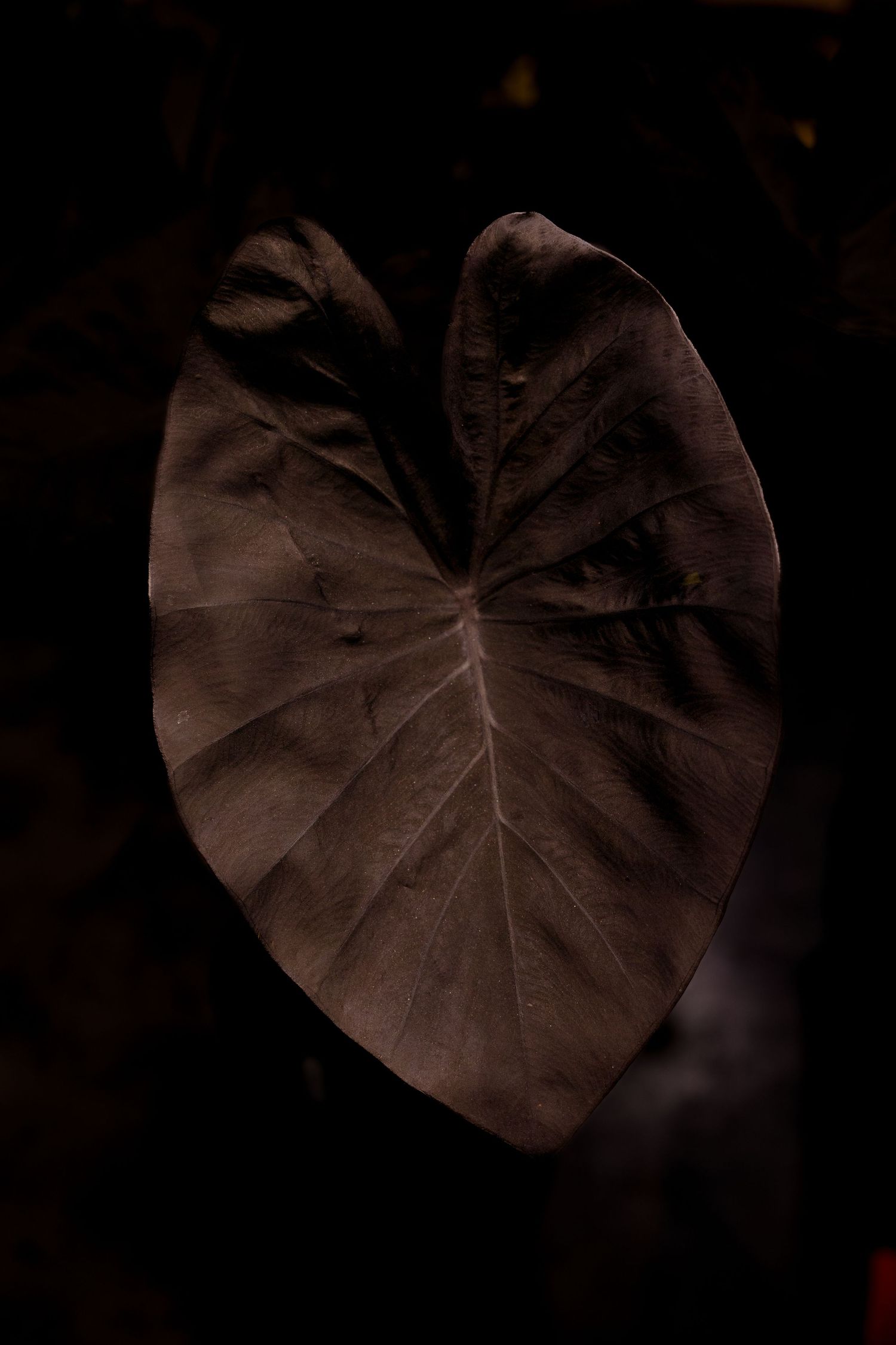 A series of dark brown lotus leaves arranged in a row against a black background create a minimalist nature pattern.