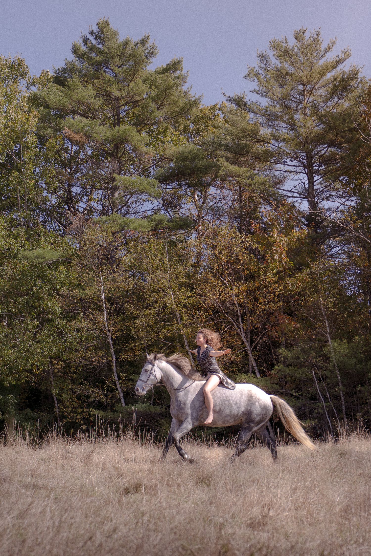 A sequence of photos showing a white horse rolling and playing in tall dry grass with pine trees in the background.