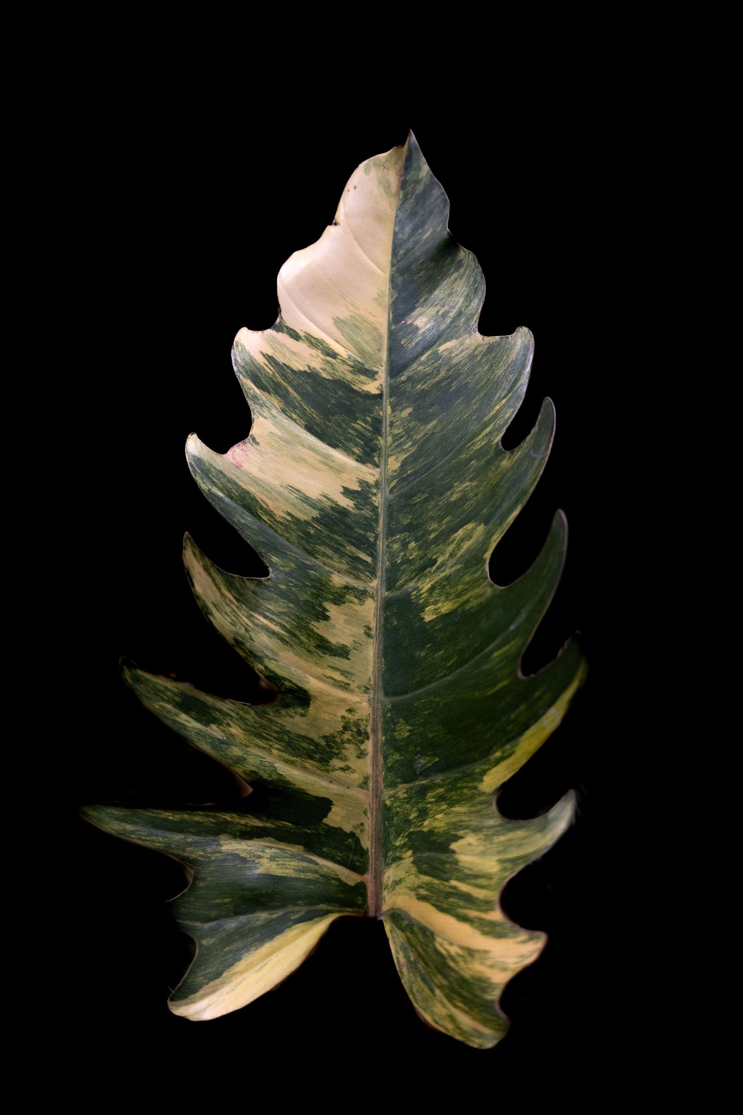 Variegated philodendron leaf with cream and green coloring photographed against a black background.