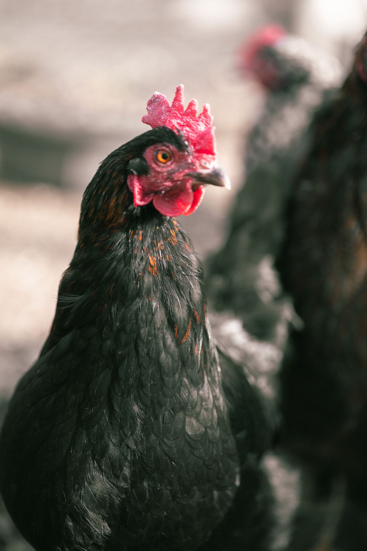 Close-up portrait of a black chicken with vibrant red comb against a blurred background.