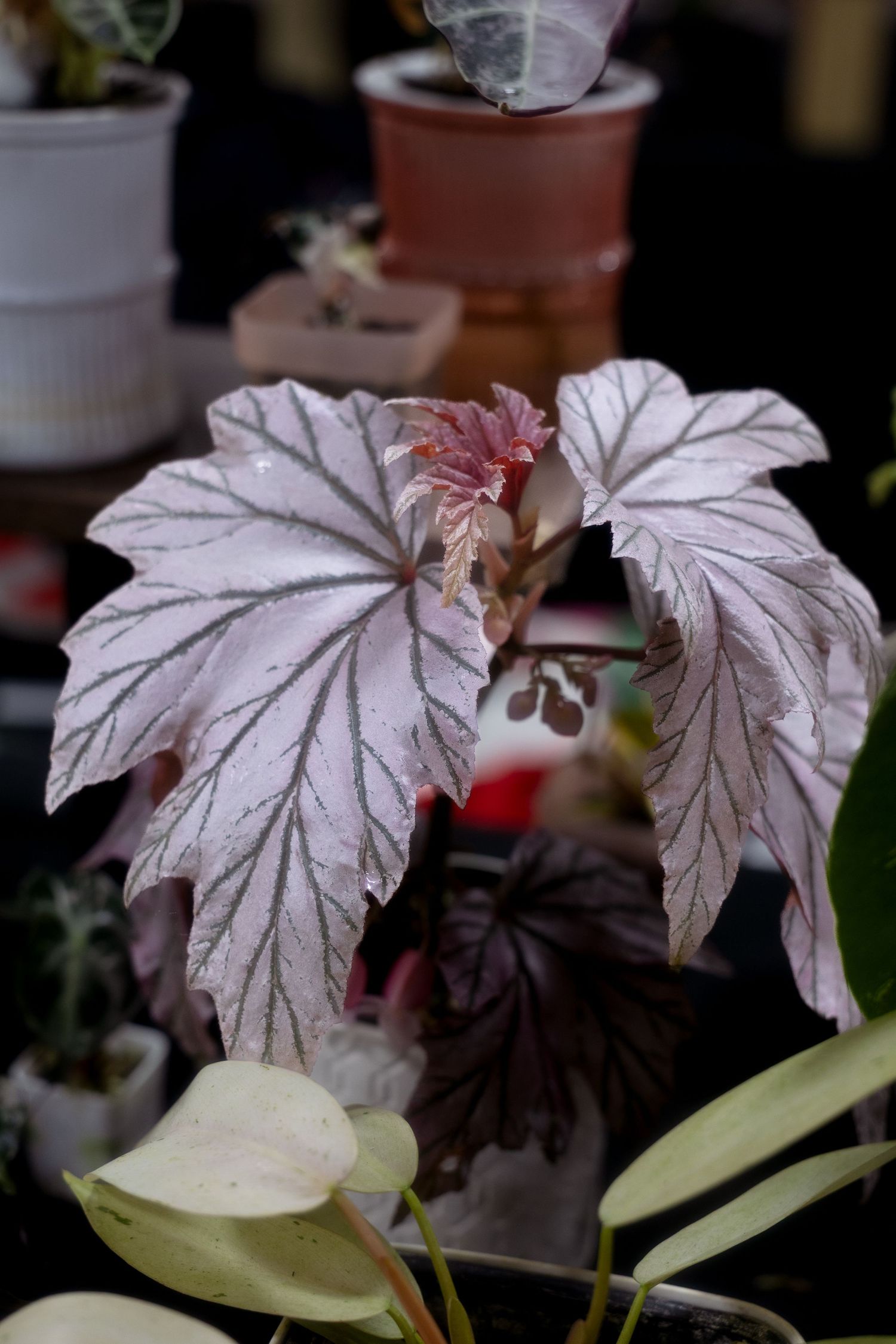 Close-up of silvery-pink Angel Wing Begonia leaves with dark veining and delicate texture in a potted garden setting.