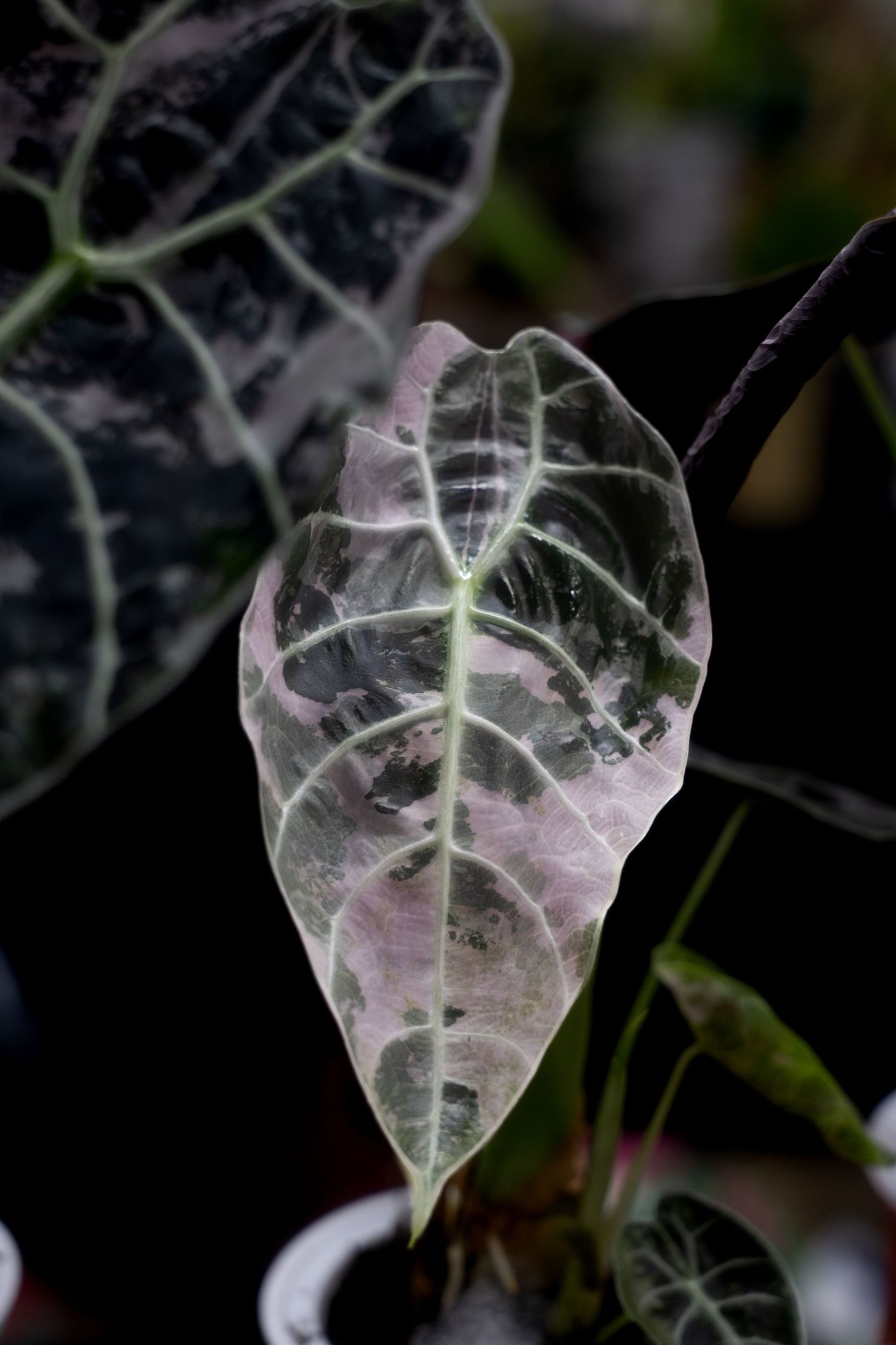 Delicate white veins create intricate patterns in translucent pink leaves against a dark background.