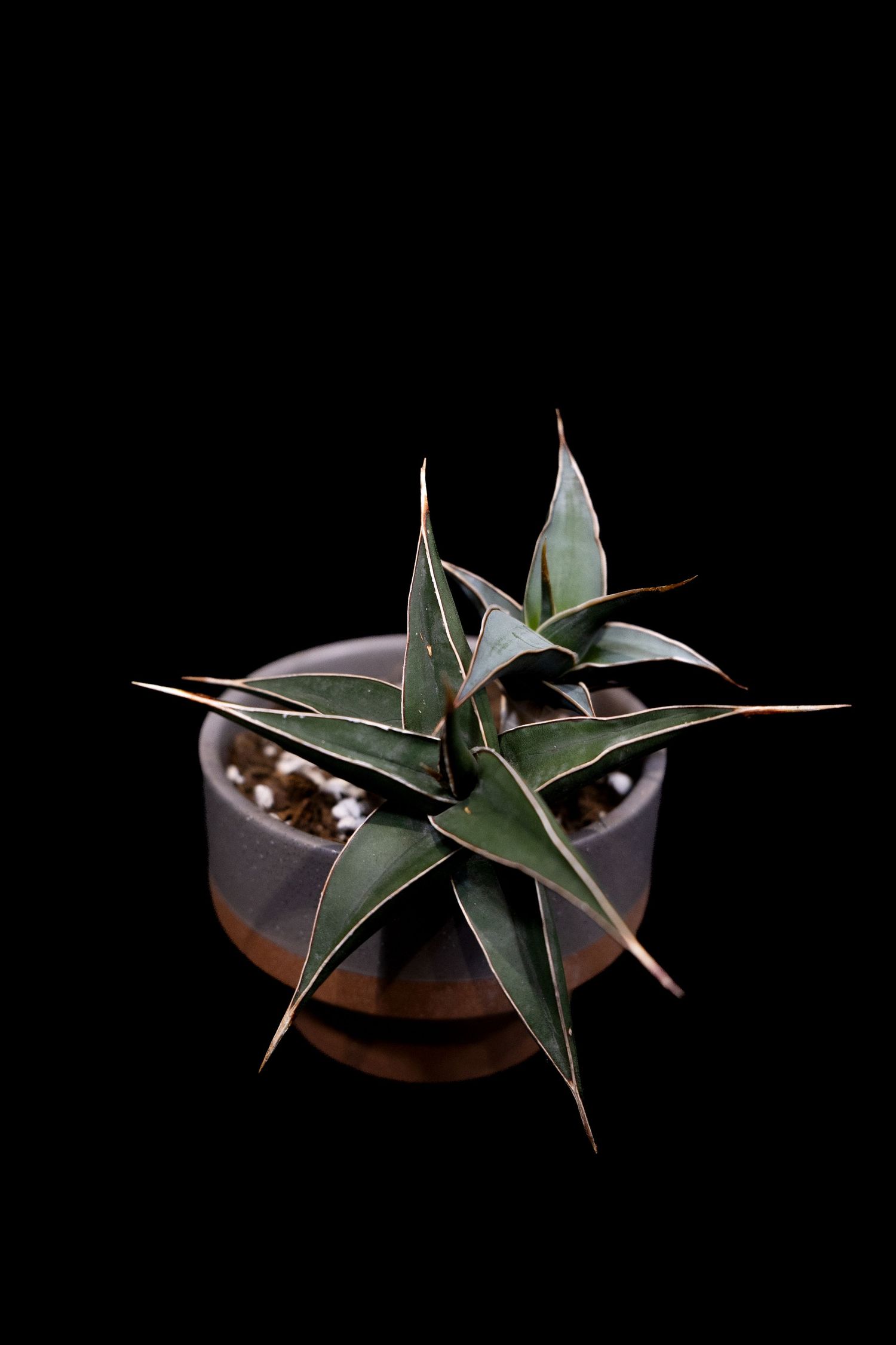 A spiky green succulent plant in a dark brown ceramic bowl against a black background, shown in multiple angles.