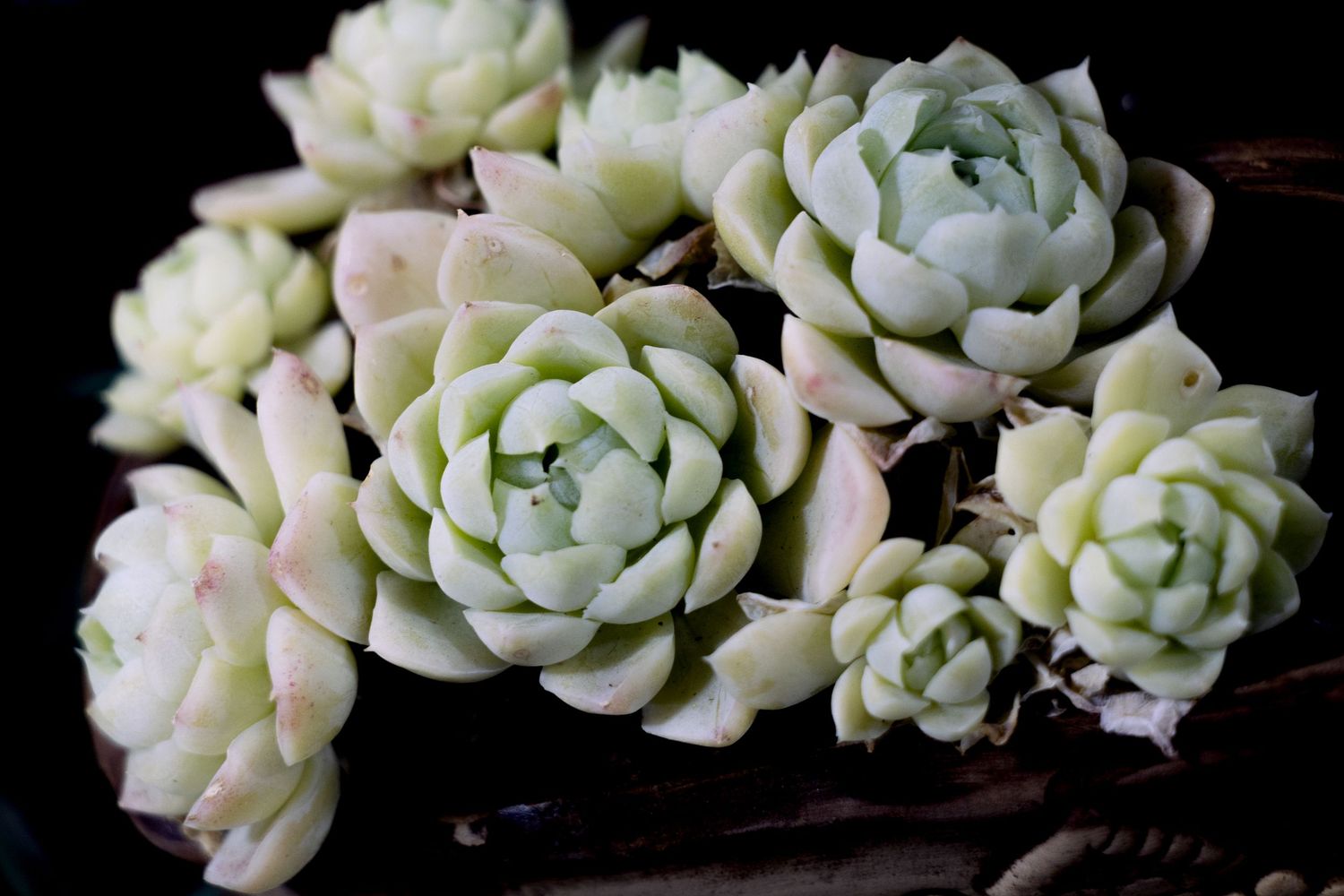 Delicate white and pink succulent rosettes with layered petals clustered together against a dark background.