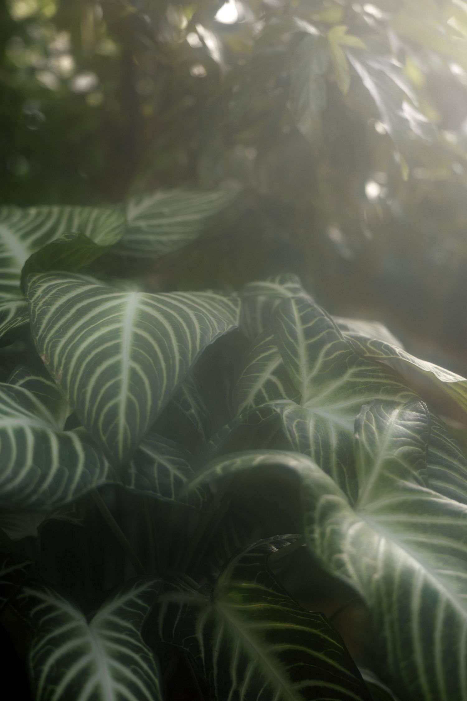 Ethereal tropical fern leaves with white veins create a dreamy pattern in dappled sunlight through glass.