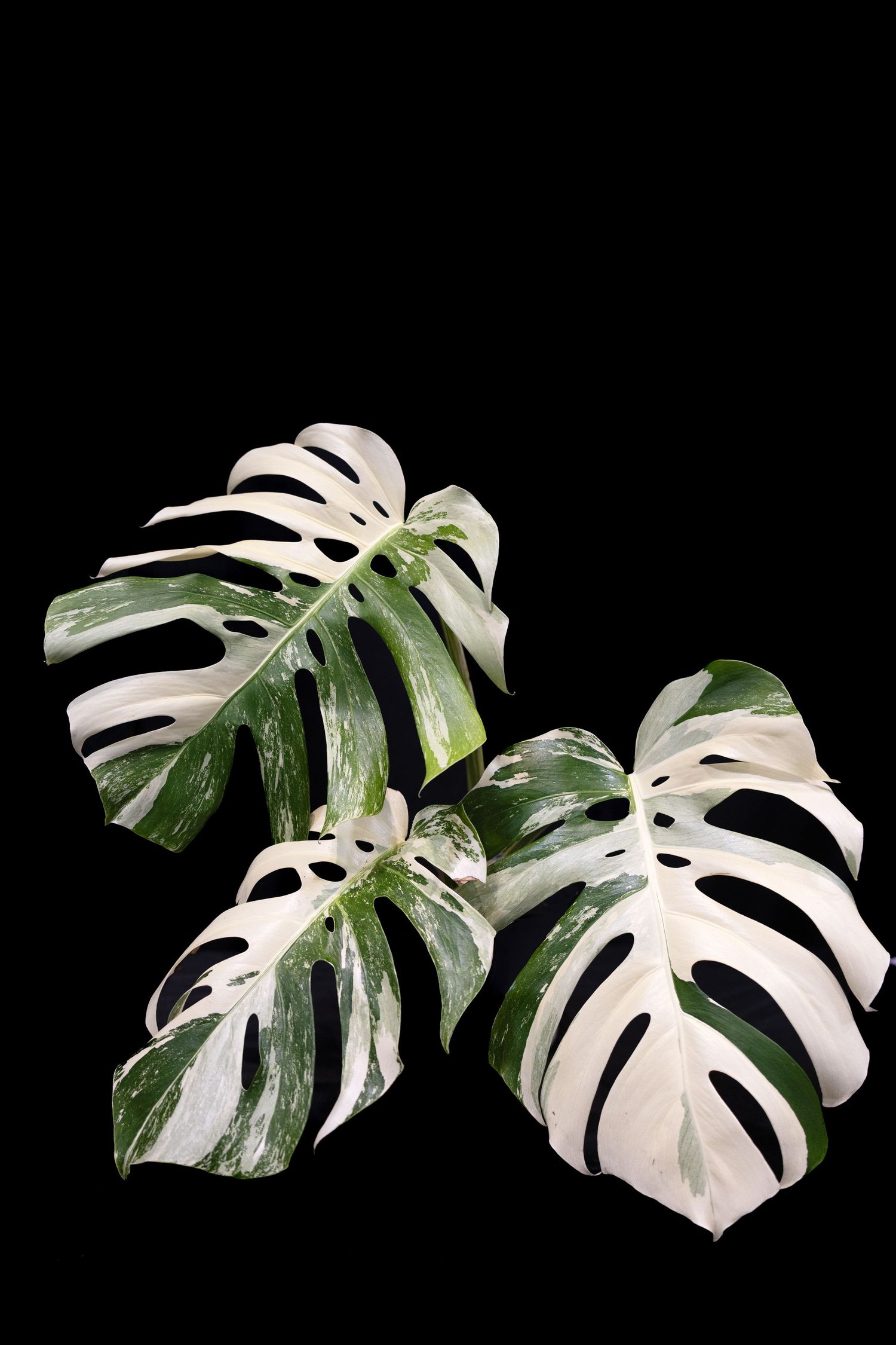 Three variegated Monstera deliciosa leaves with white and green patterns displayed against a black background.