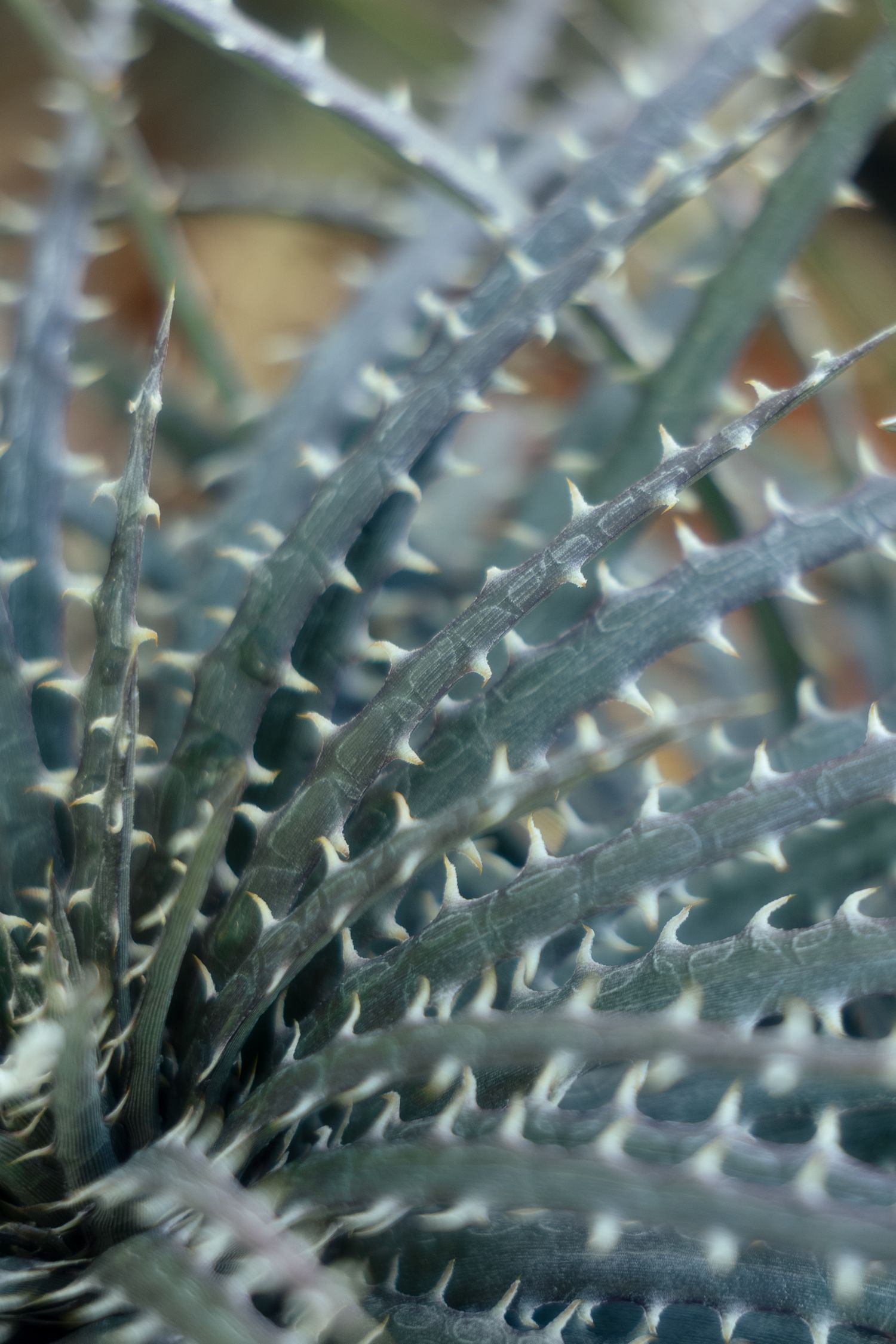 Close-up macro photograph of sharp spiky succulent leaves with silvery blue-green coloring in soft focus.