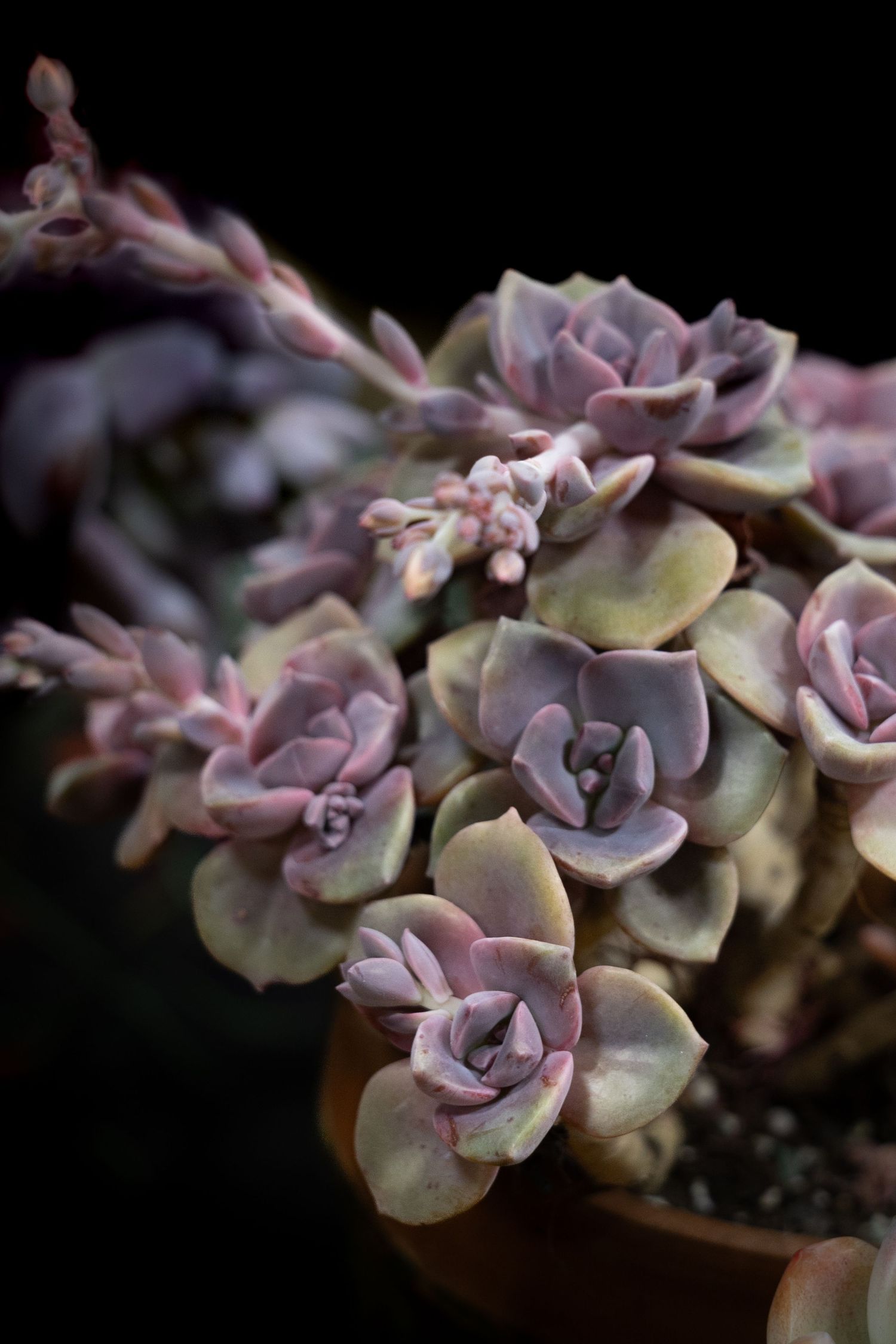 Close-up of pink and purple succulent plant with rosette-shaped leaves against dark background in moody lighting.