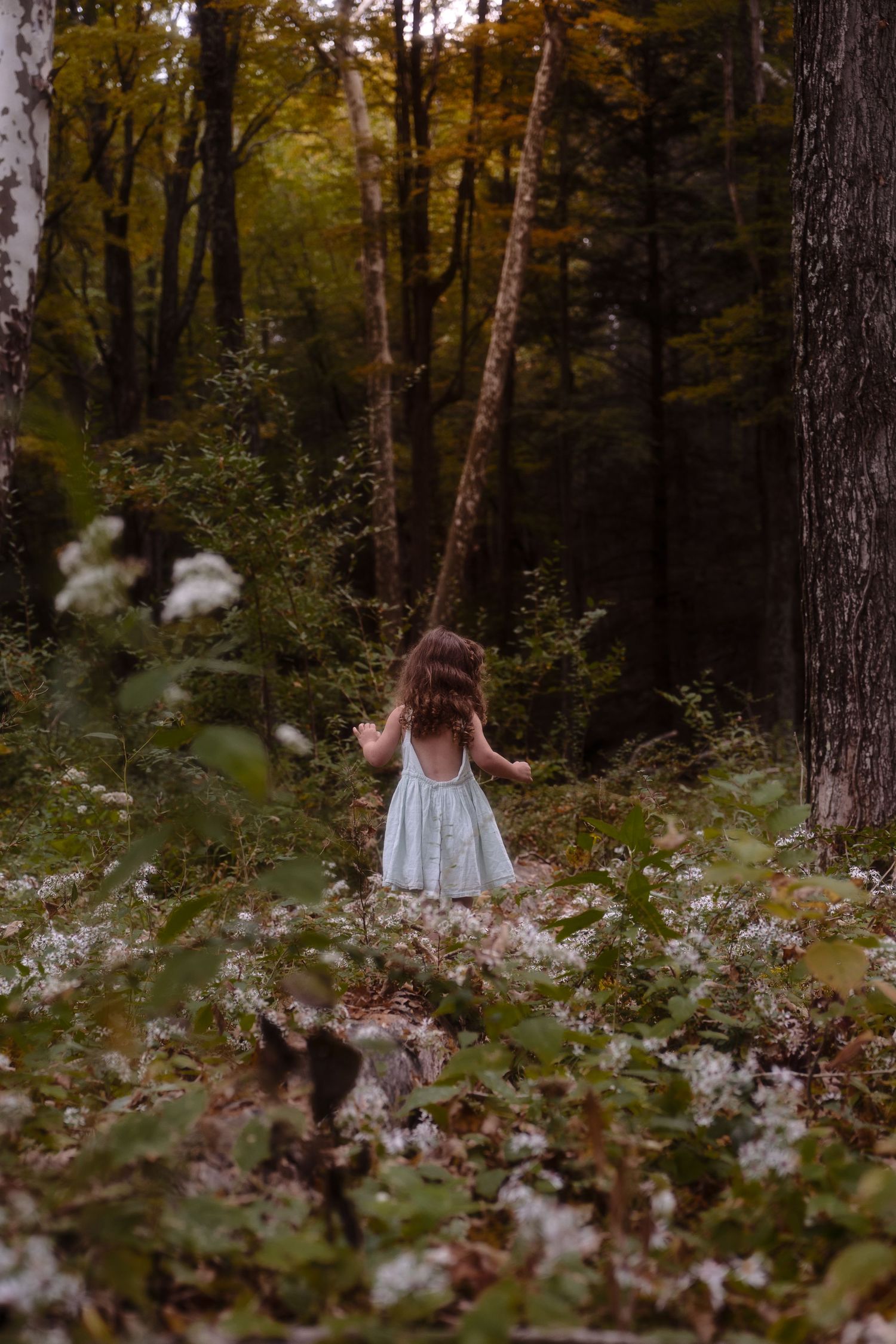 A dreamy forest scene with white flowers scattered among the trees and foliage during golden hour.