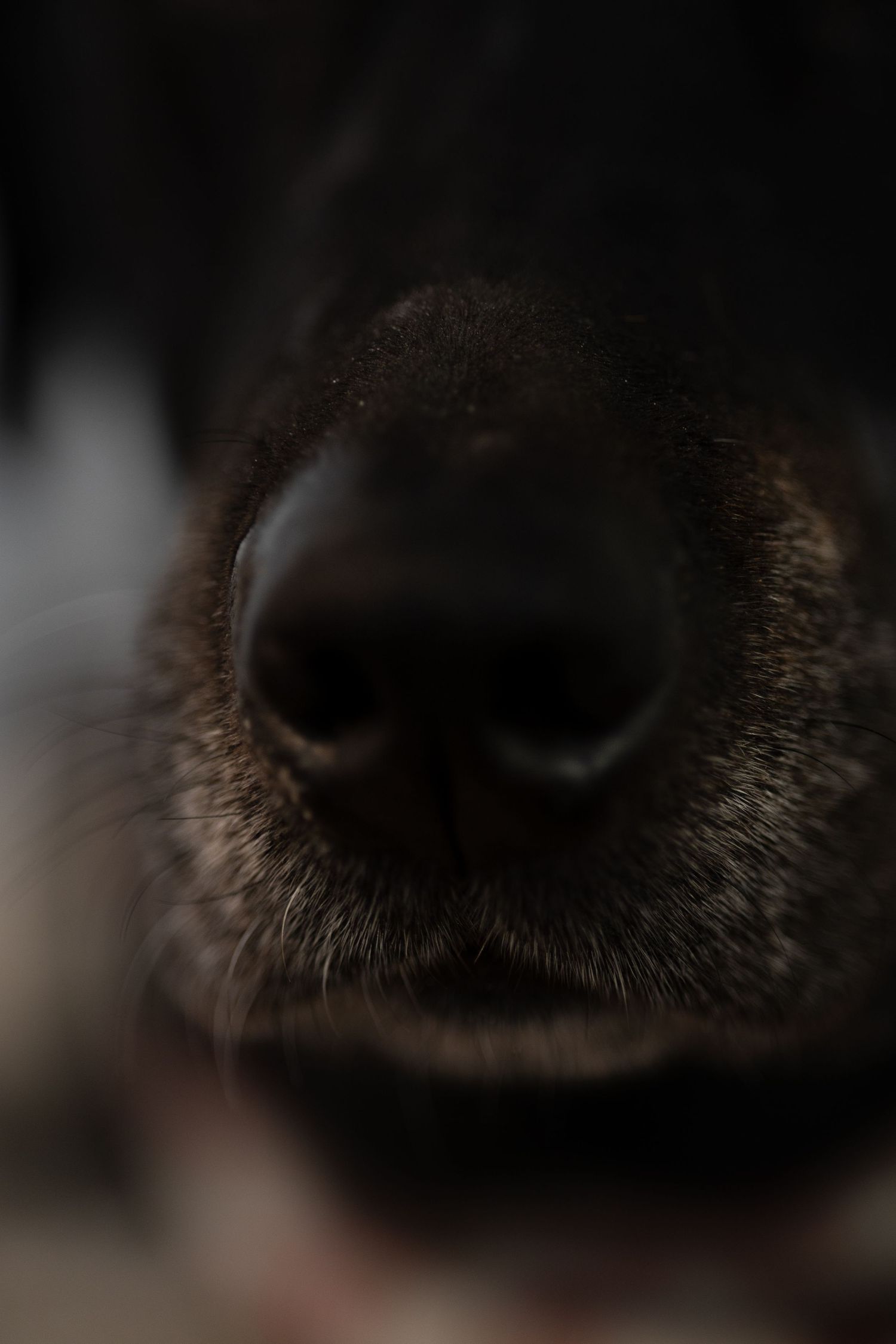 Close-up macro shot of a dog's wet black nose in a series of images showing different angles and details.