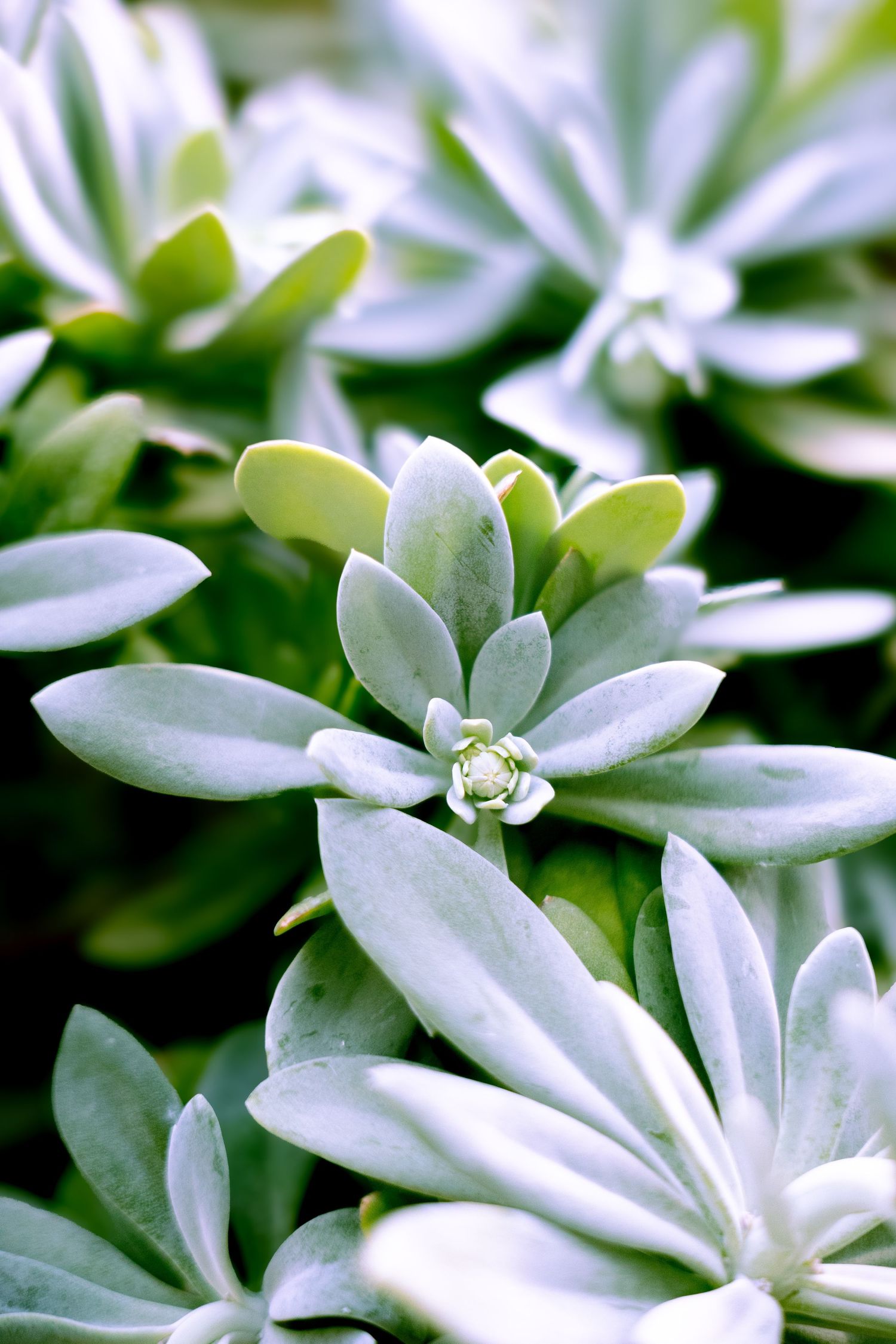 Delicate white star-shaped flowers with green leaves create a soft and ethereal macro photograph.
