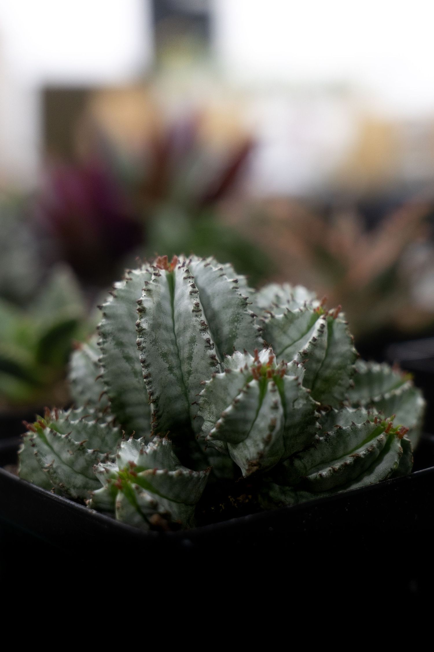 A series of succulent plants with spiky green leaves arranged in a geometric pattern against a blurred background.