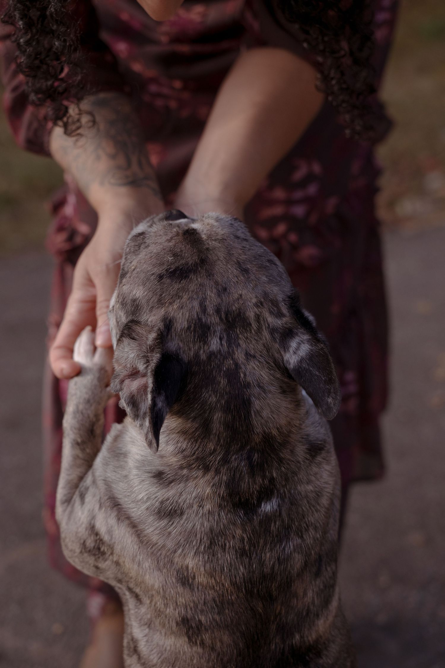 Close-up view of a gray brindle dog receiving gentle pets from someone wearing a burgundy dress.