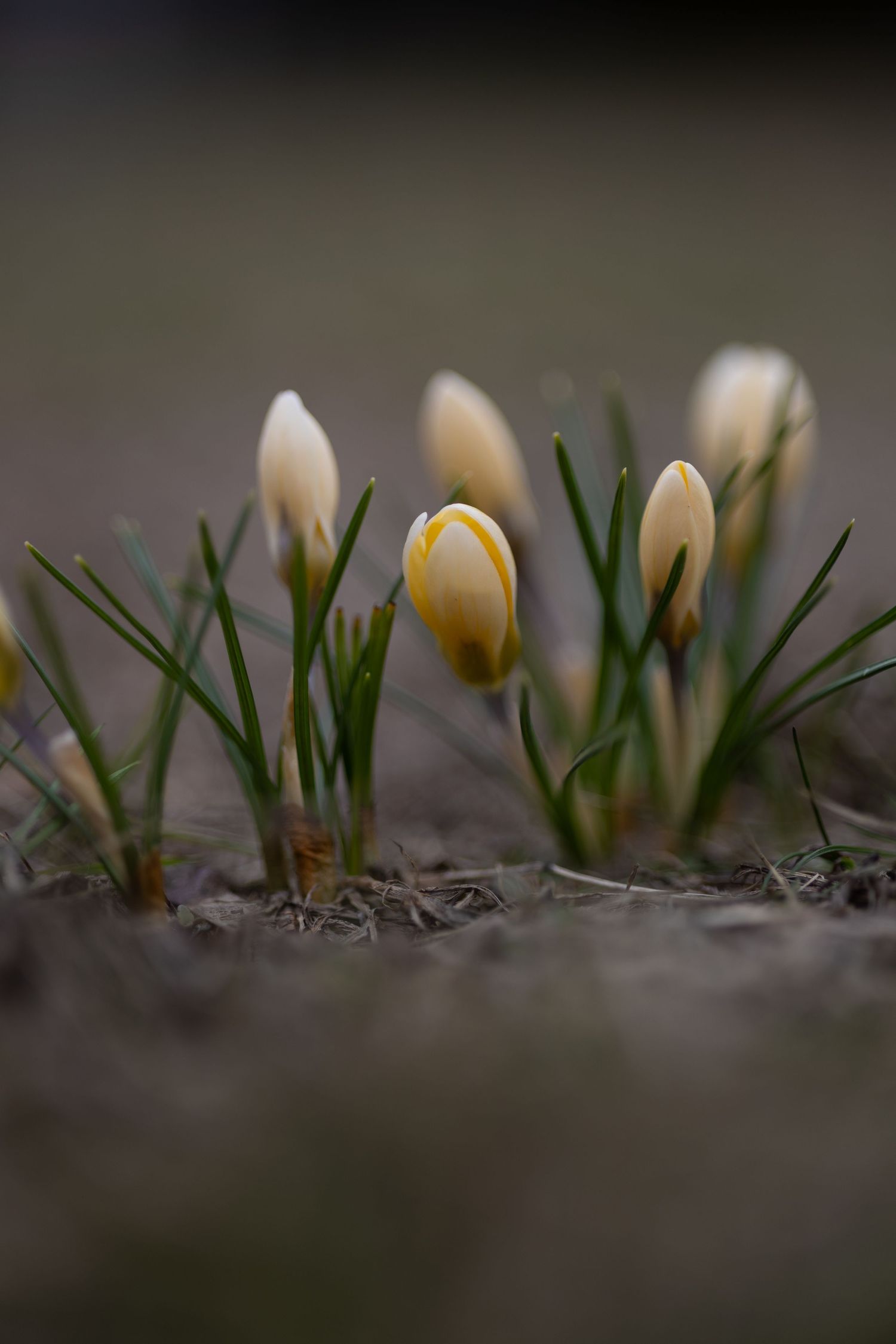 White and yellow crocuses emerging from dark soil in early spring, captured in a soft-focus macro shot.