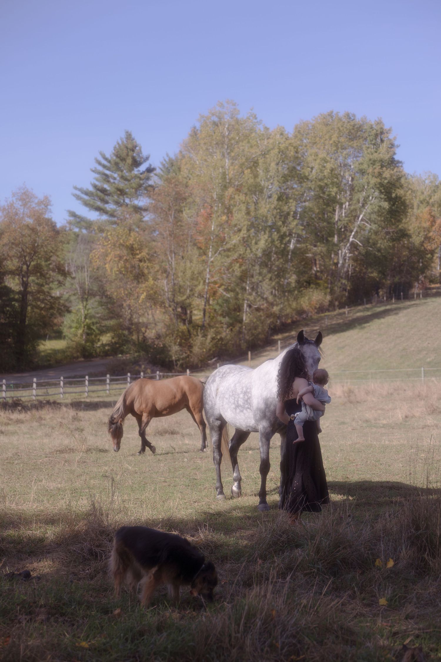 A series of five photos showing horses grazing and resting in a hillside pasture during autumn.