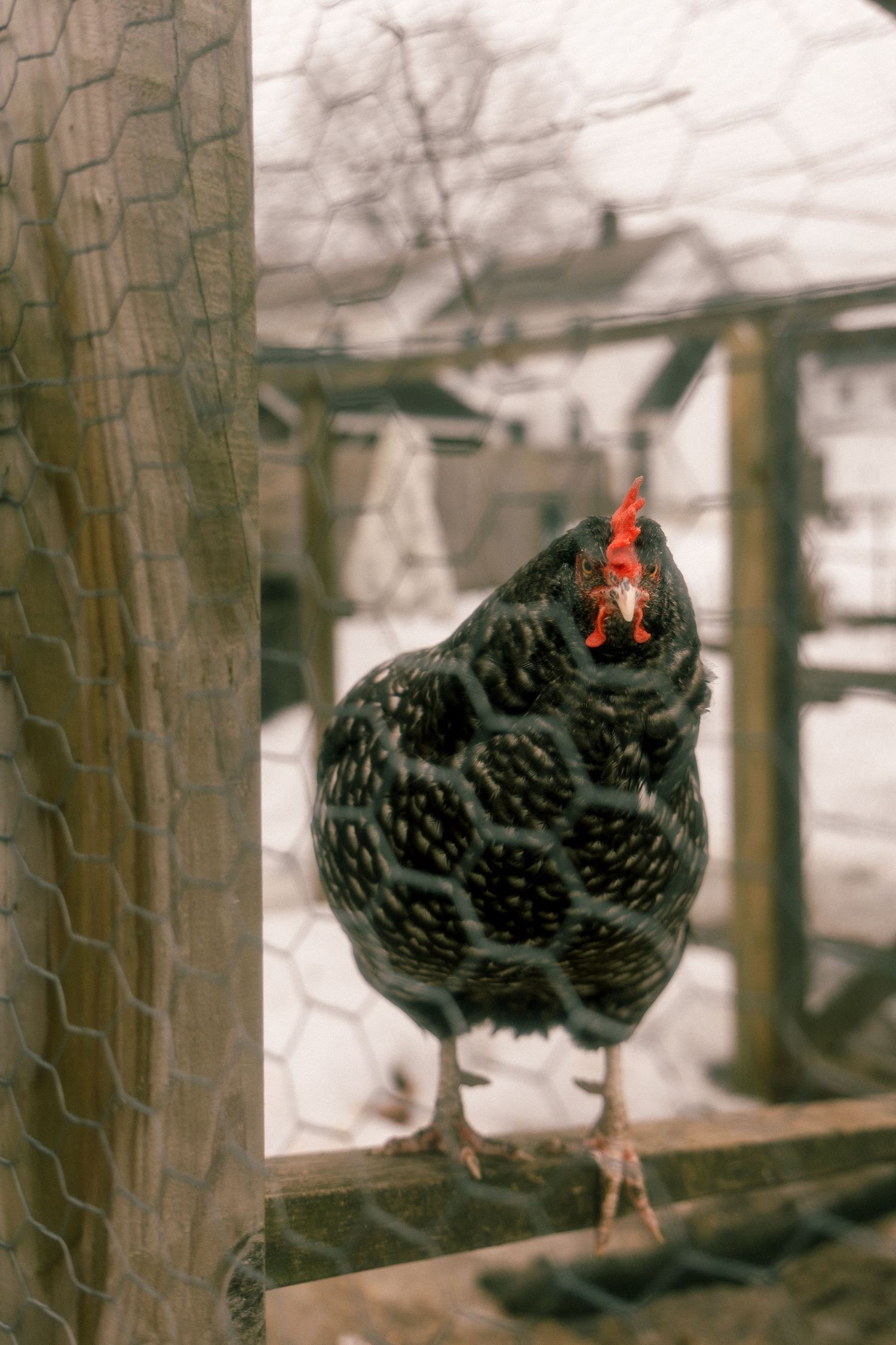 A black and white speckled chicken perched on a wooden fence in a rustic farm setting.