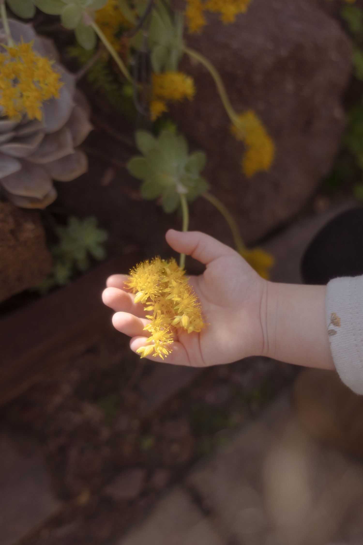 Small child's hand gently reaches up to touch yellow wildflowers growing on a plant against a dark background.