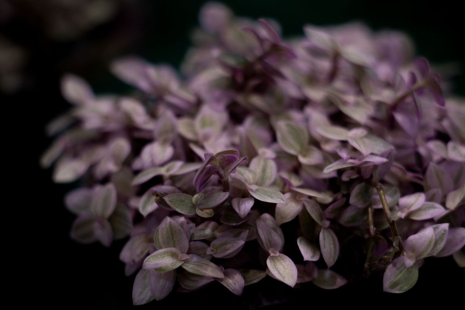 Close-up view of delicate pink hydrangea flowers blooming in a garden setting.