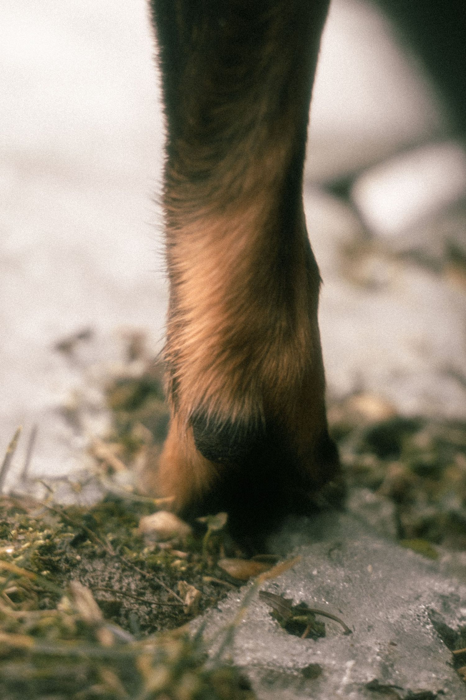 Close-up view of a dog's brown paw stepping on melting ice and snow.