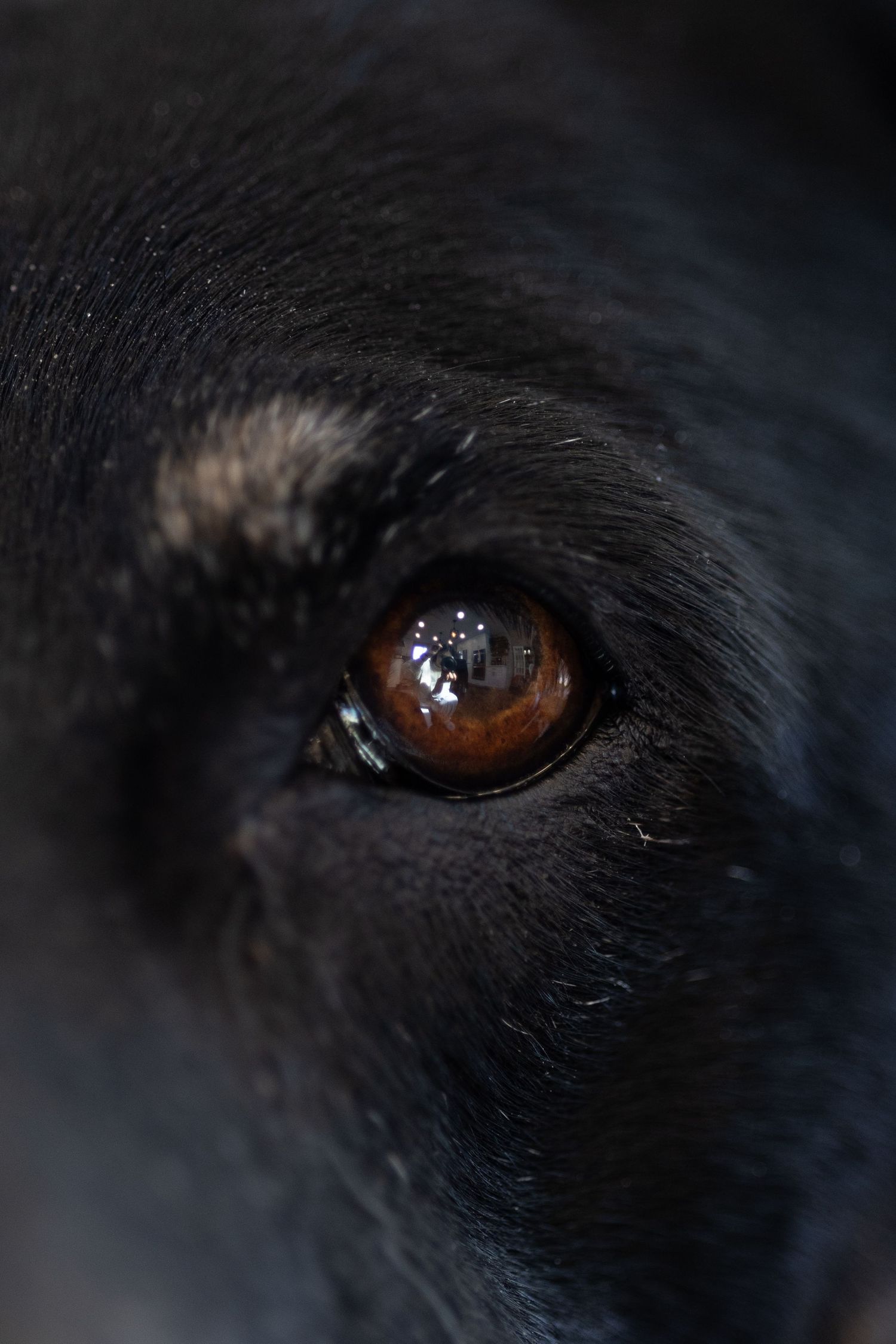 Extreme macro close-up of a dark dog's amber brown eye with black fur surrounding it.