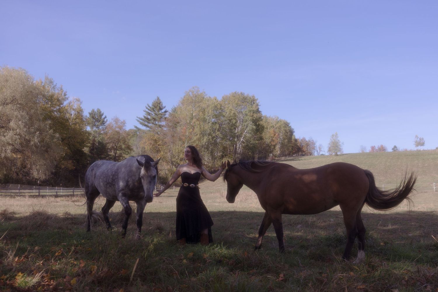 Seven horses graze peacefully in a rural pasture against a blue sky and autumn landscape.