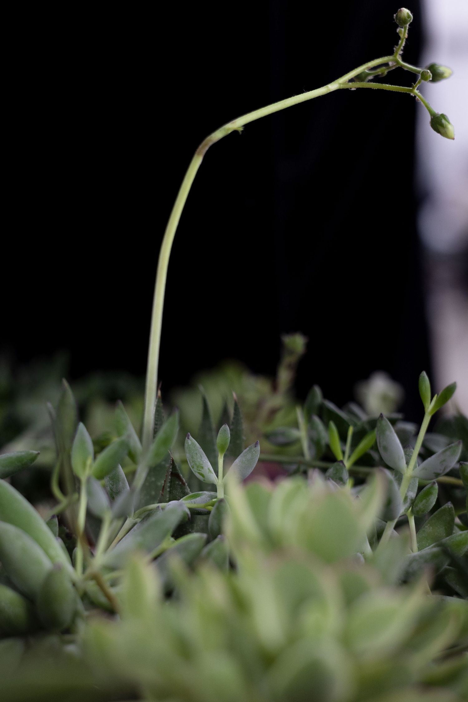 Close-up view of delicate green plant stems emerging from grass against a dark background.