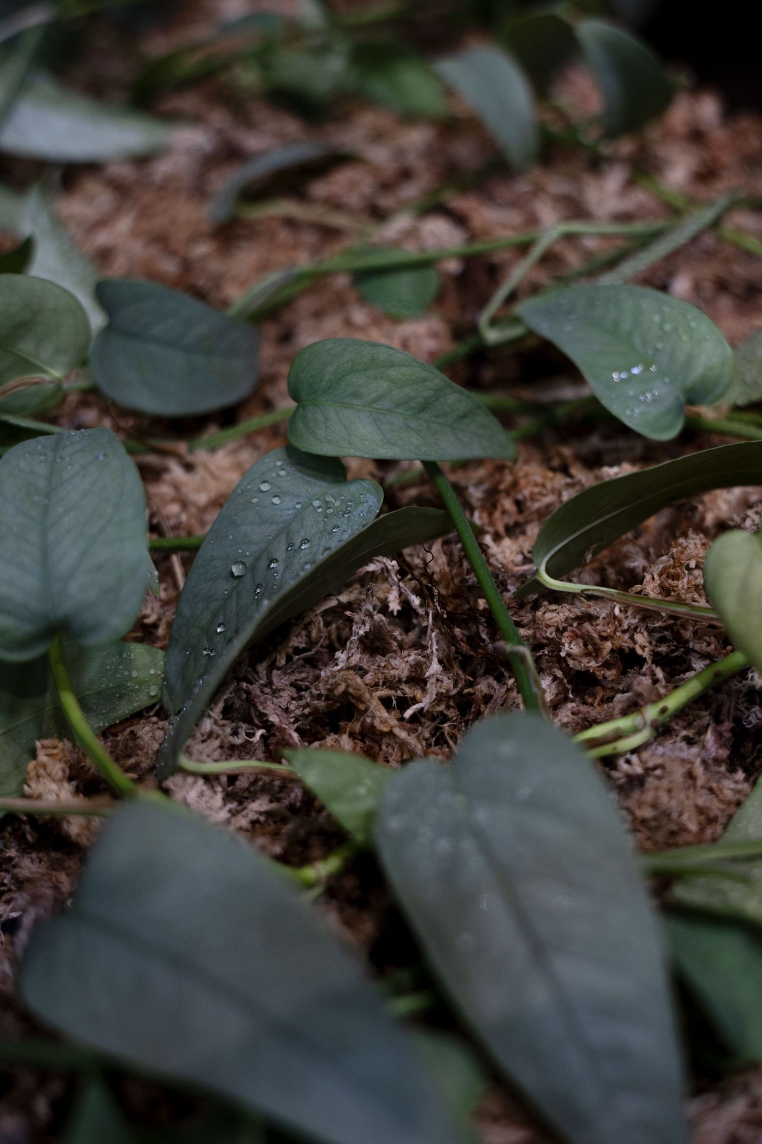 Close-up macro shots of water droplets on green leaves against dark soil in sequence.