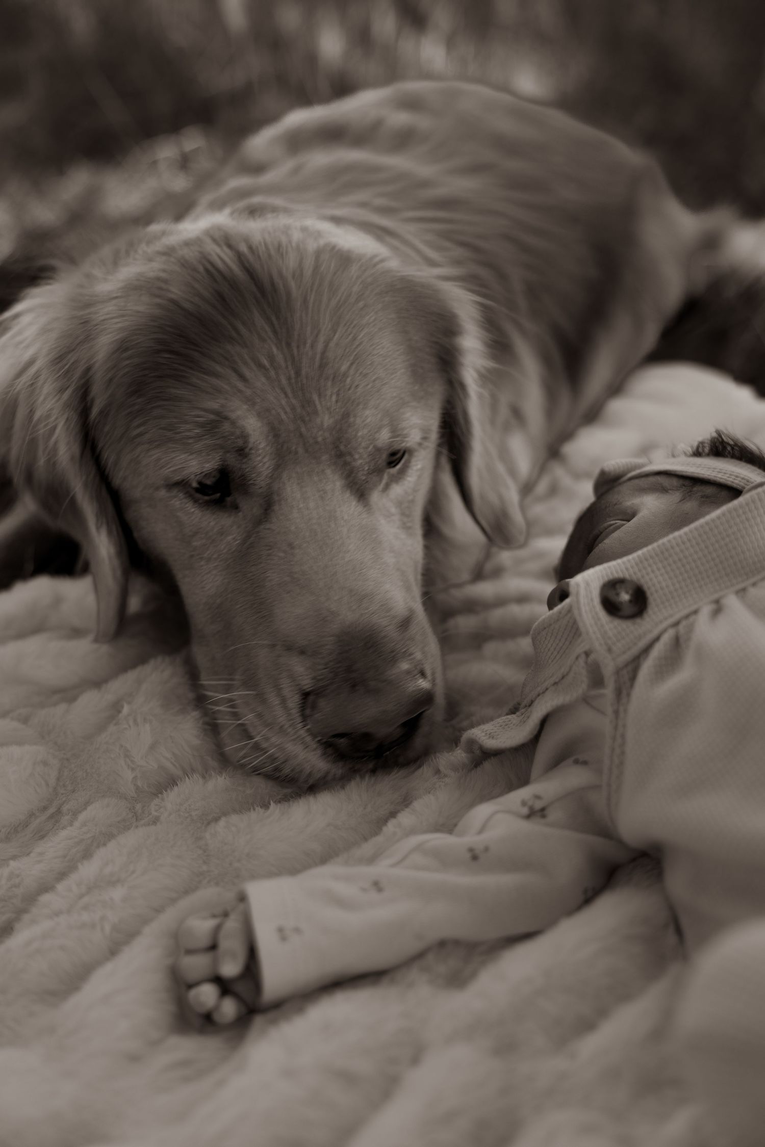 A sleeping puppy rests peacefully on soft blankets in a black and white photograph.