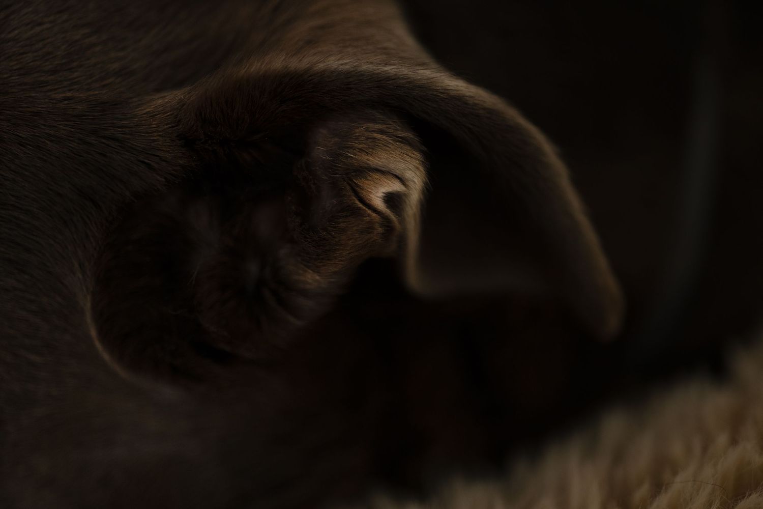 Close-up artistic portrait of a black cat's face in low light showing its eye and fur details.