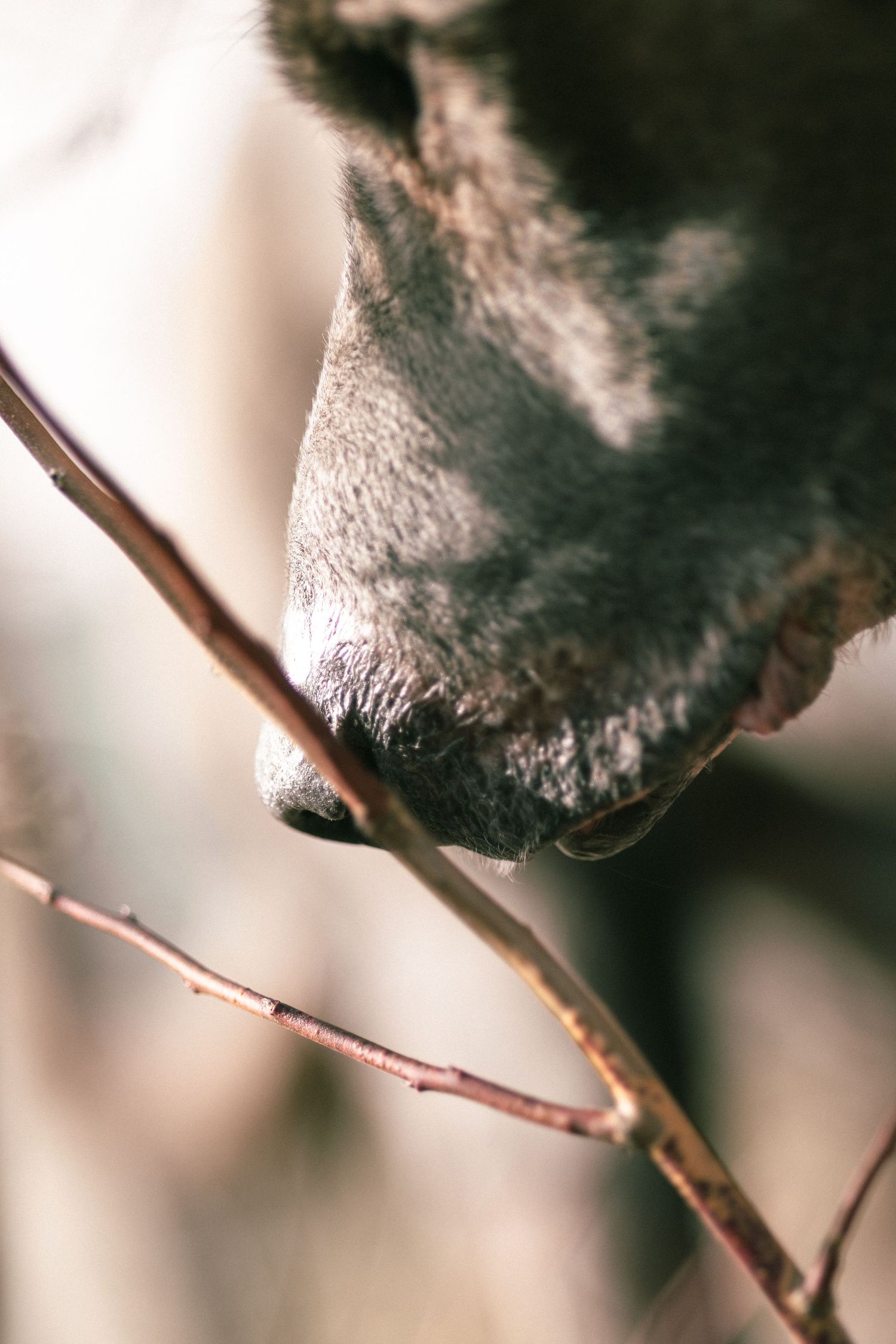 Close-up macro shot of a dark furry creature perched on thin brown twigs against a blurred light background.