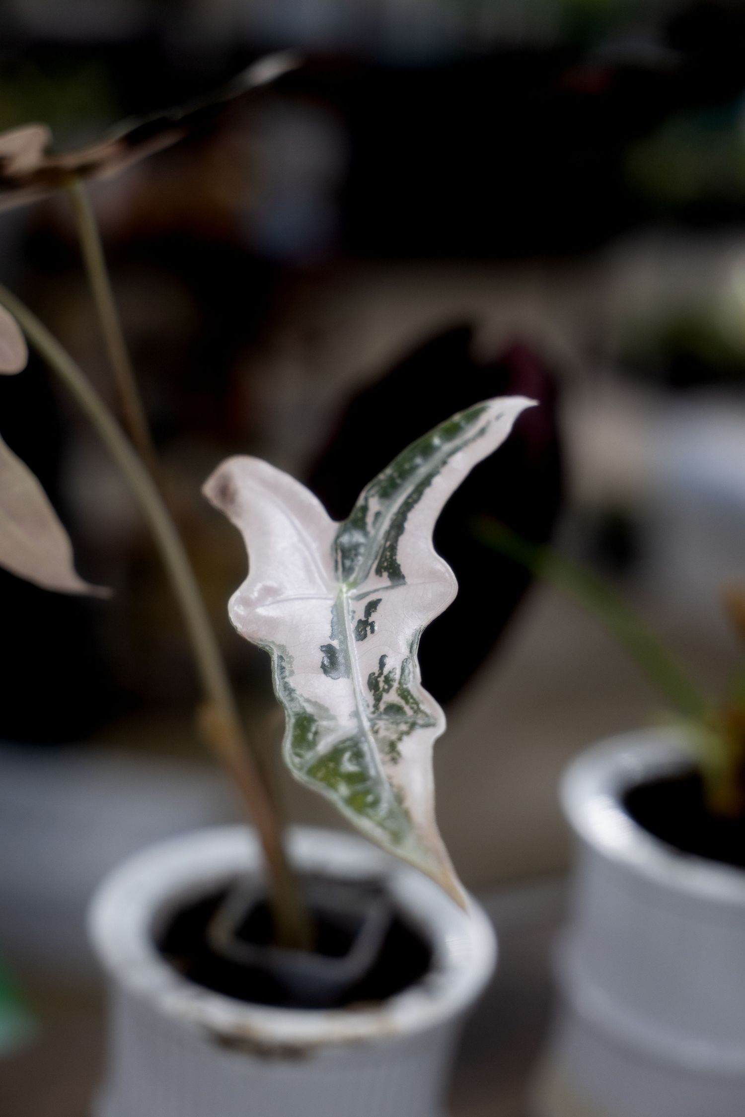 A delicate glass butterfly decoration sits near small potted plants with a blurred background.