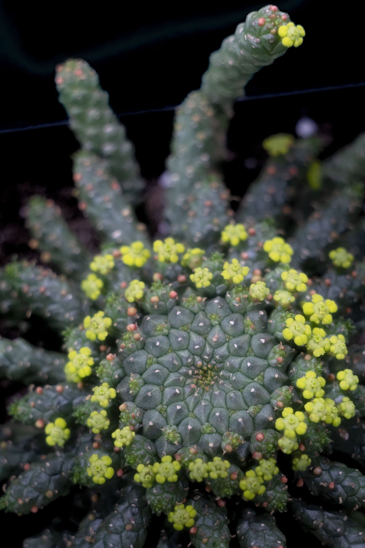 Close-up of a succulent plant with gray-green tubercles and small yellow flowers blooming around its center.