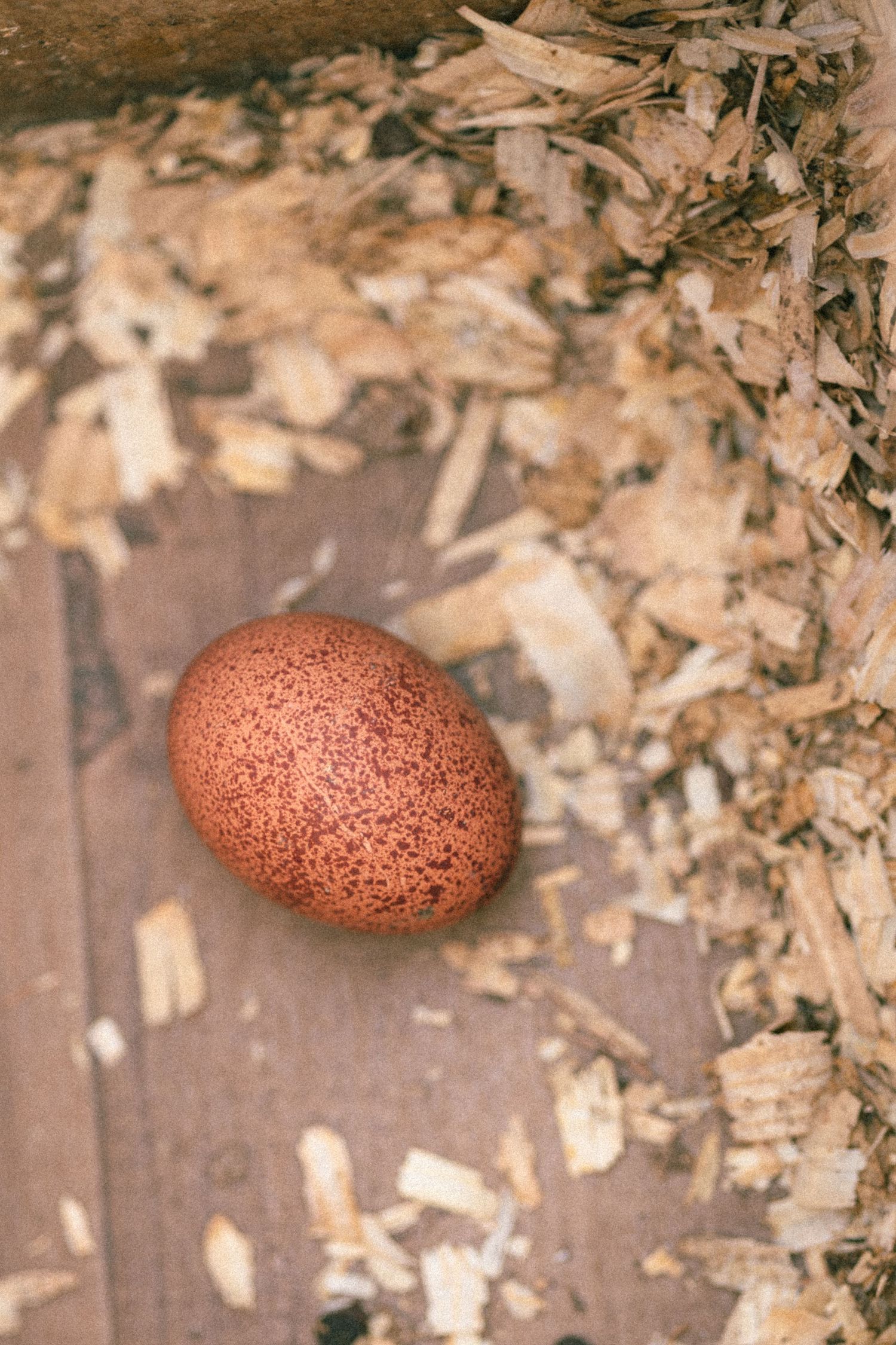 A textured brown egg sits on a rustic wooden surface with scattered dried leaves and natural lighting.