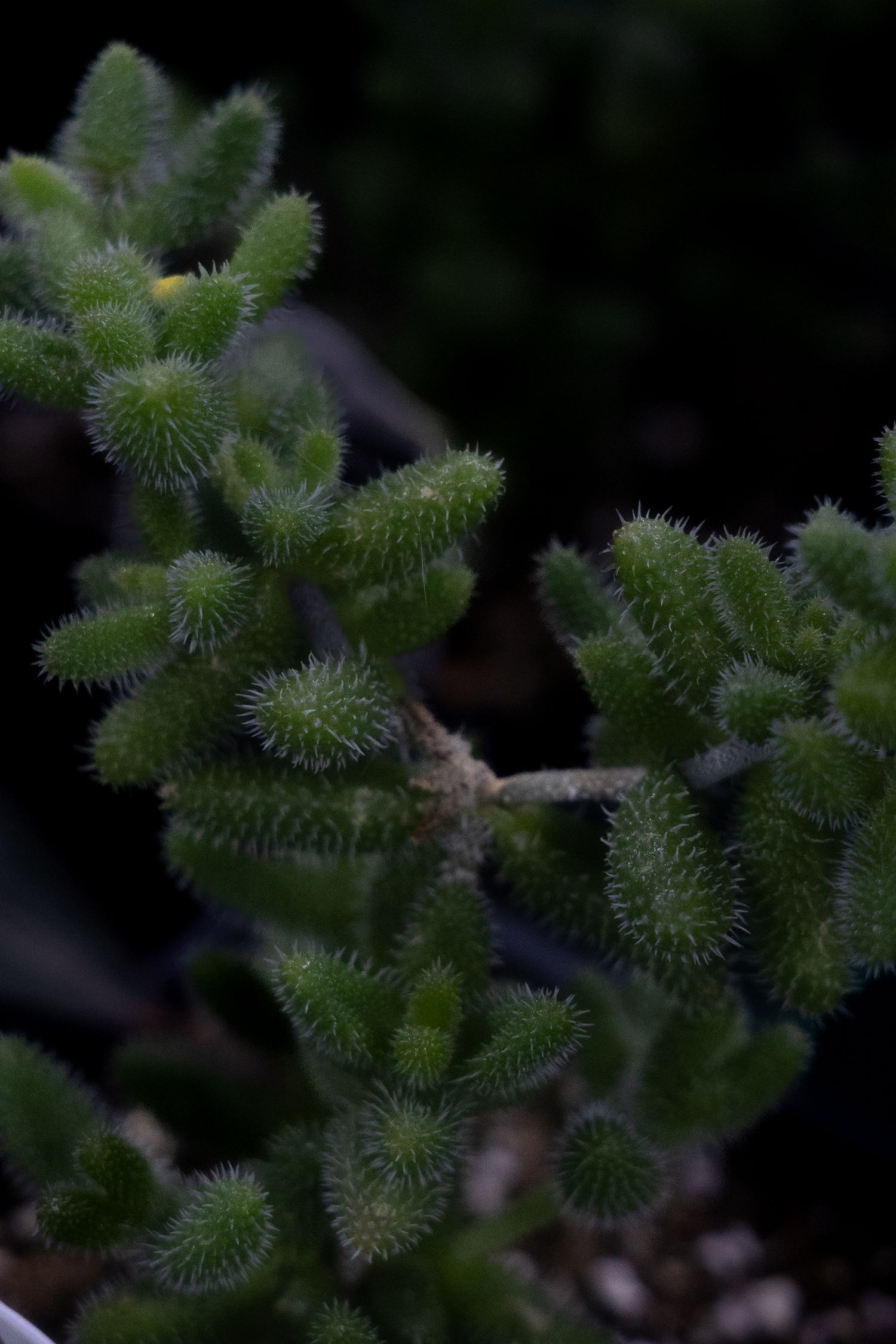 Close-up of spiky green succulent plant with fuzzy texture growing against dark background.