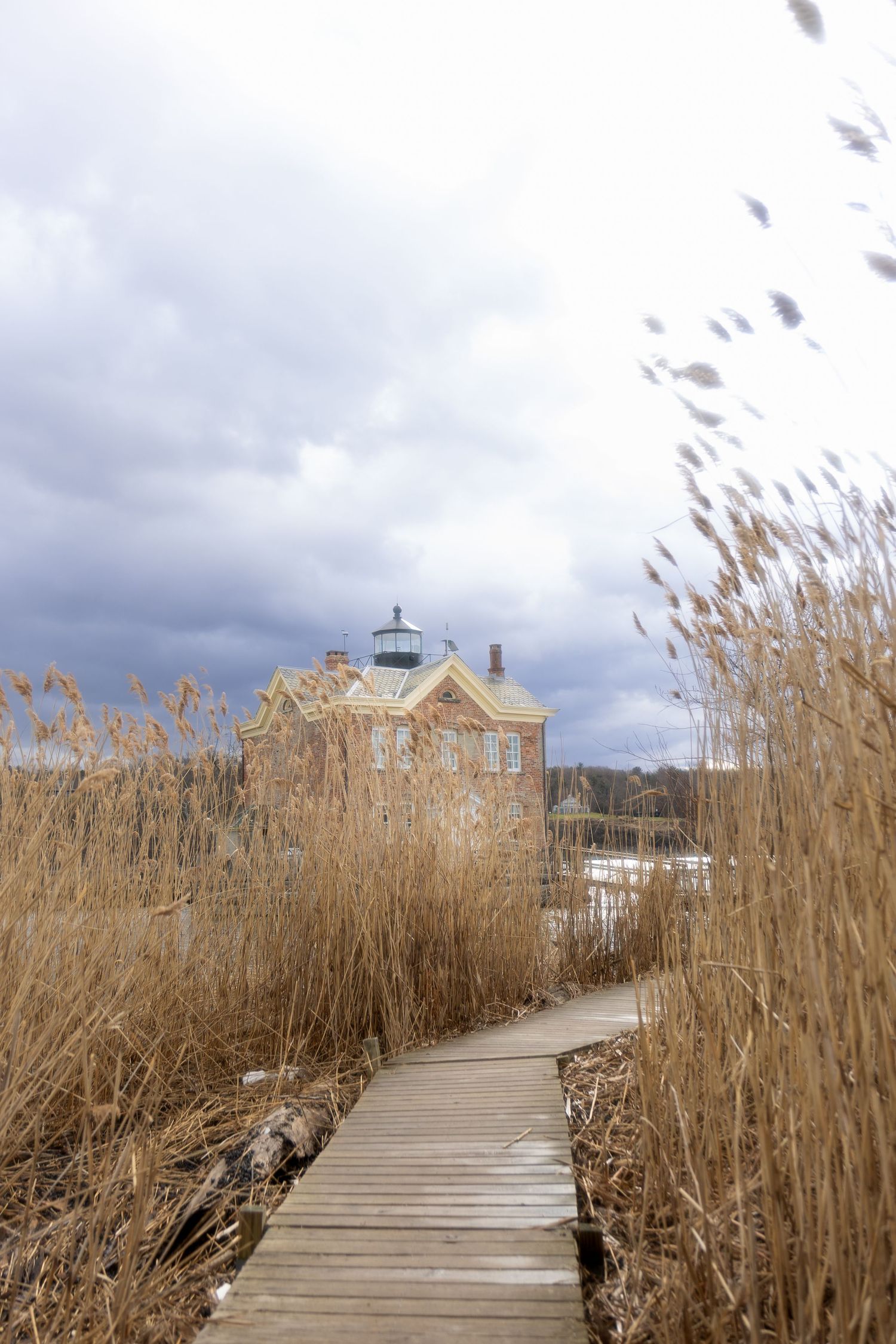 A wooden boardwalk winds through tall brown reeds with cloudy skies and buildings visible in the distance.