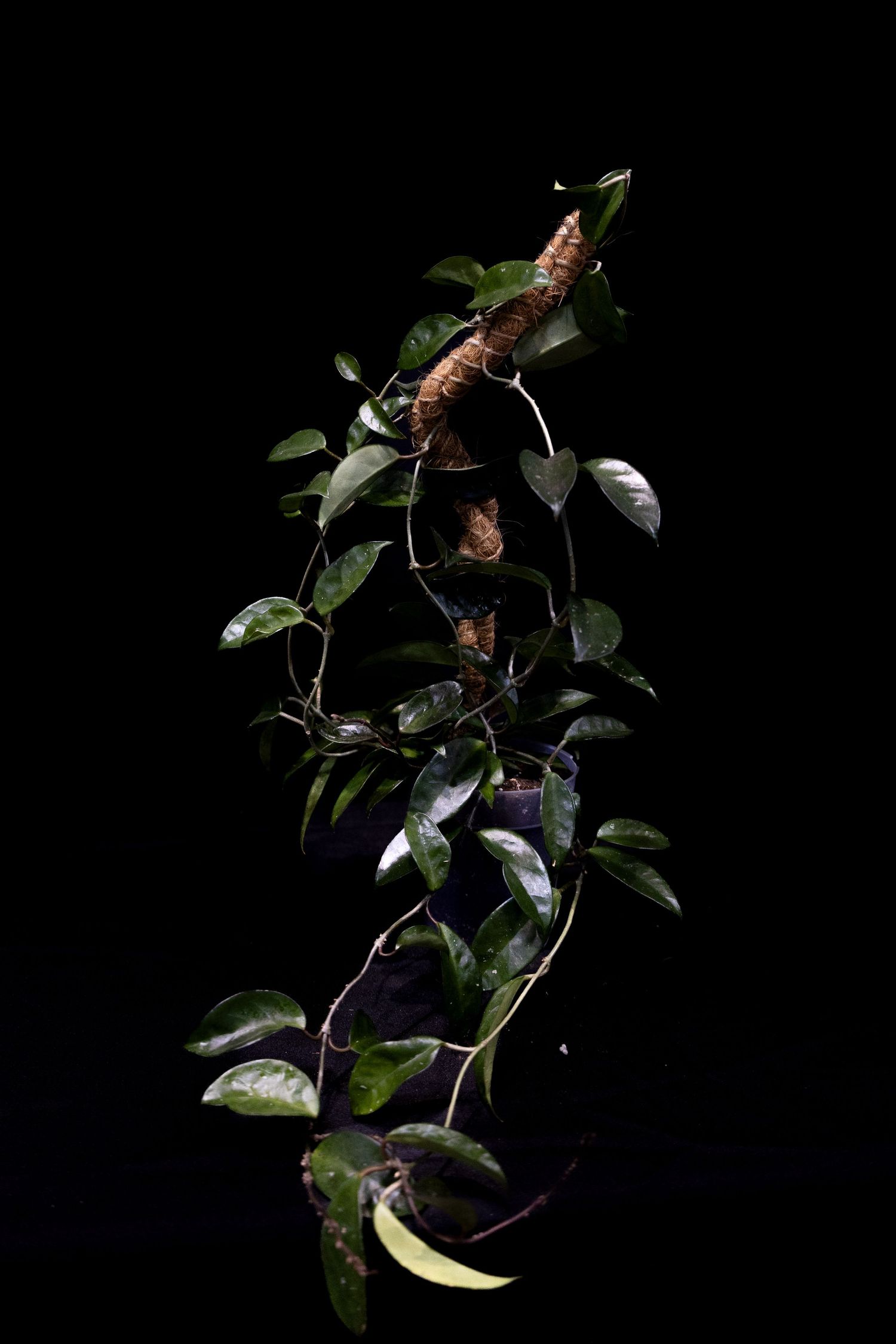 Climbing vine plant with dark green leaves against a black background, creating a dramatic botanical composition.