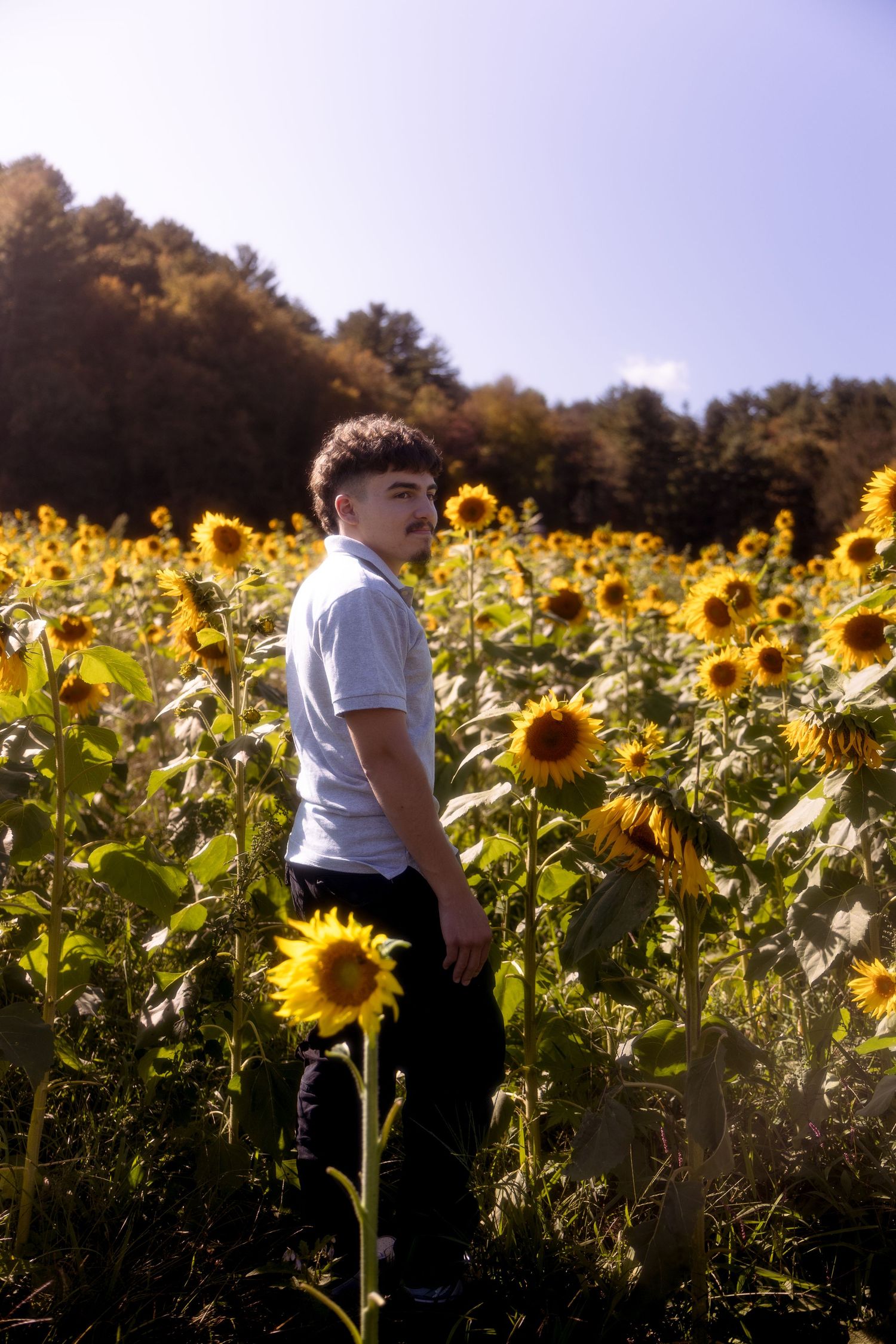 Person walking through vibrant sunflower field on sunny summer day with trees in background.