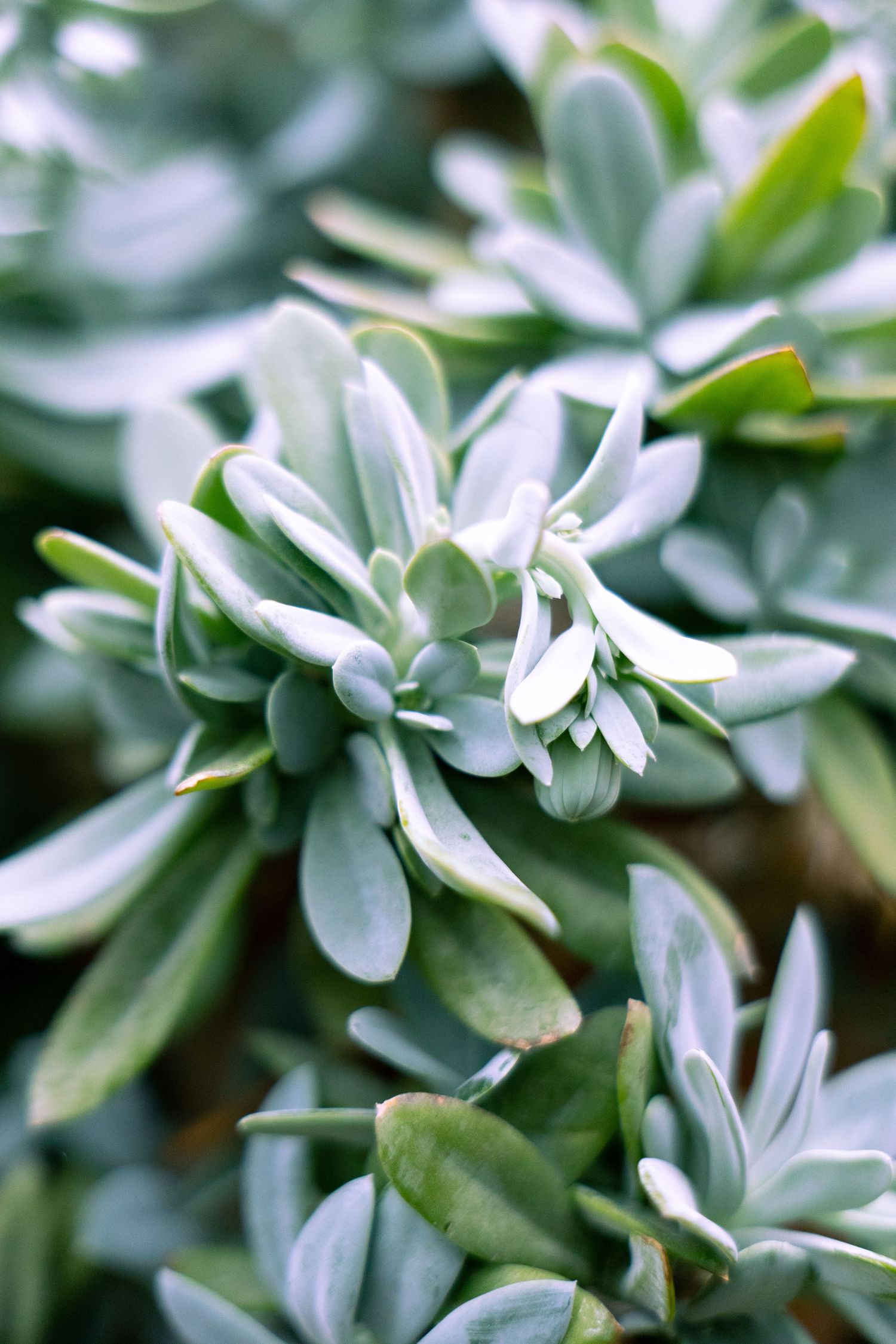 Close-up macro photograph of succulent leaves showing silvery green coloring and delicate leaf patterns.