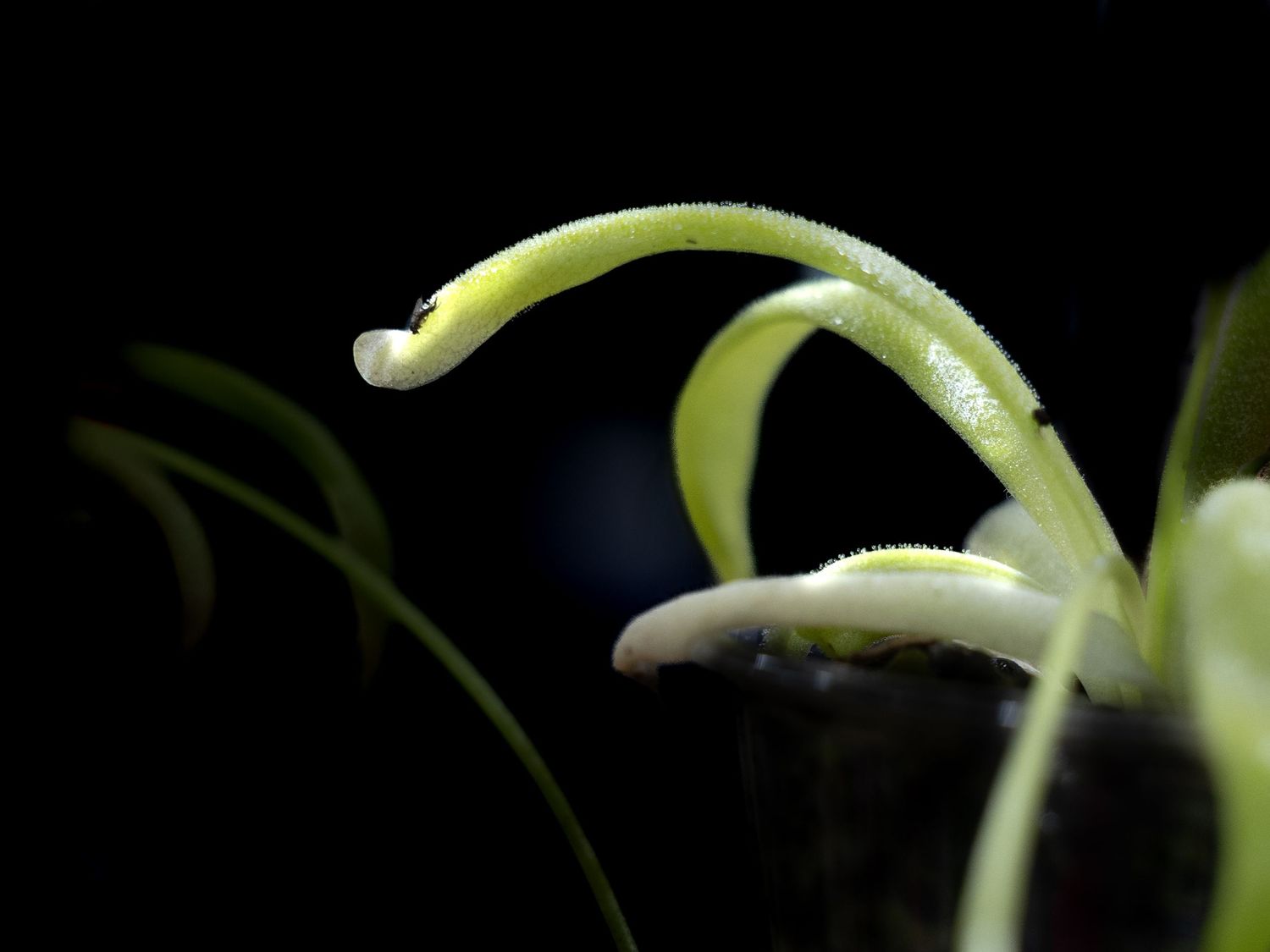 Close-up macro photograph of a white orchid flower against a dark background showing delicate petals and structure.
