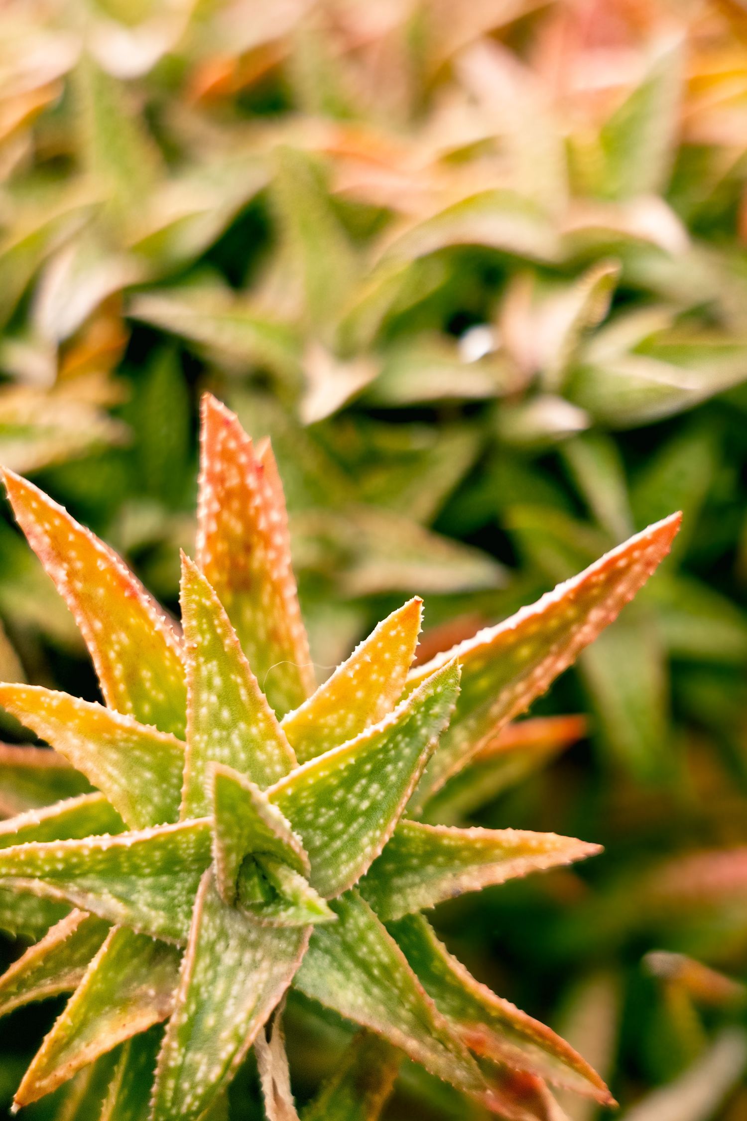 Close-up macro photograph of succulent leaves with orange and green coloring showing star-shaped patterns in natural light.