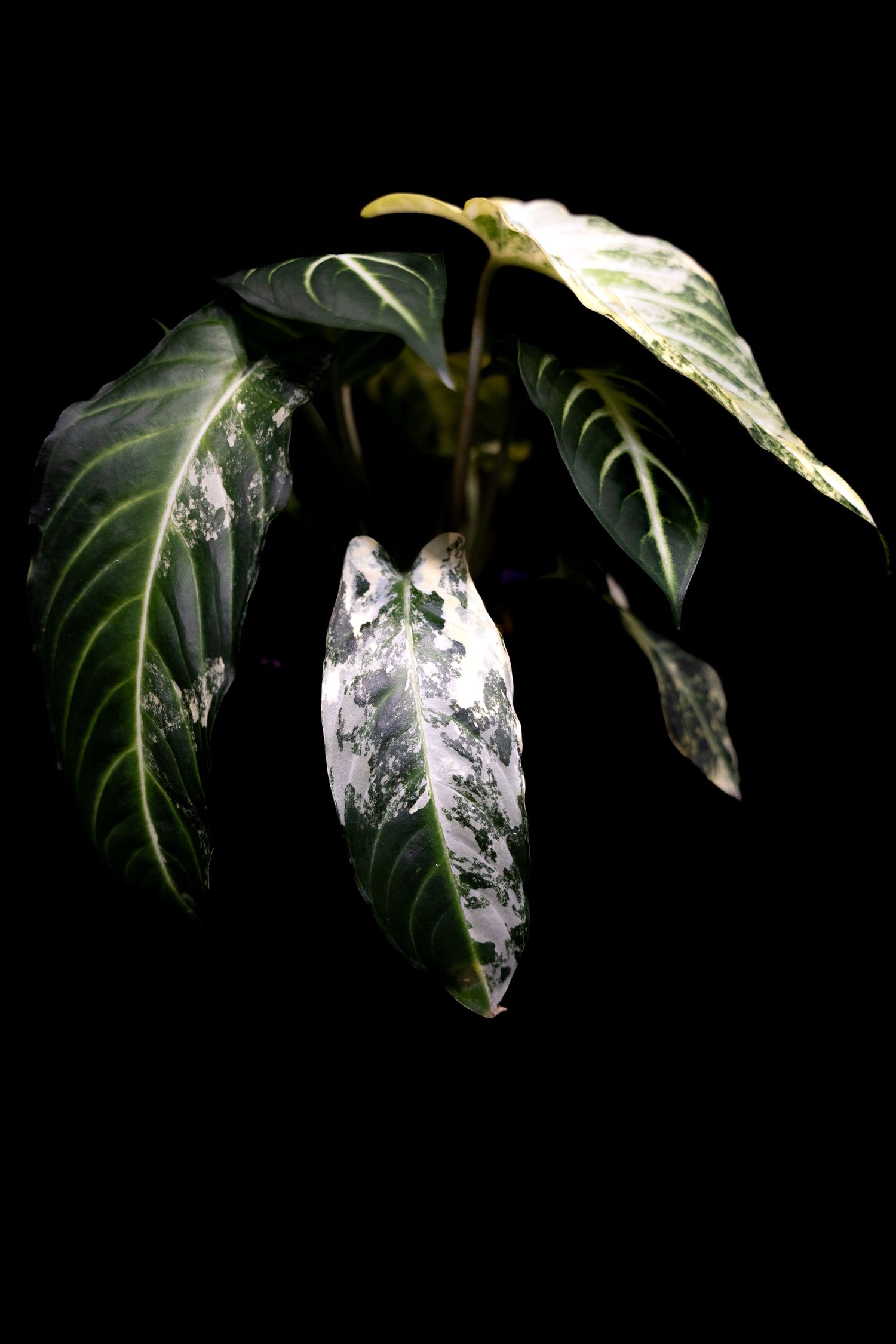 A time-lapse sequence showing a dark green monstera leaf gradually unfurling against a black background.