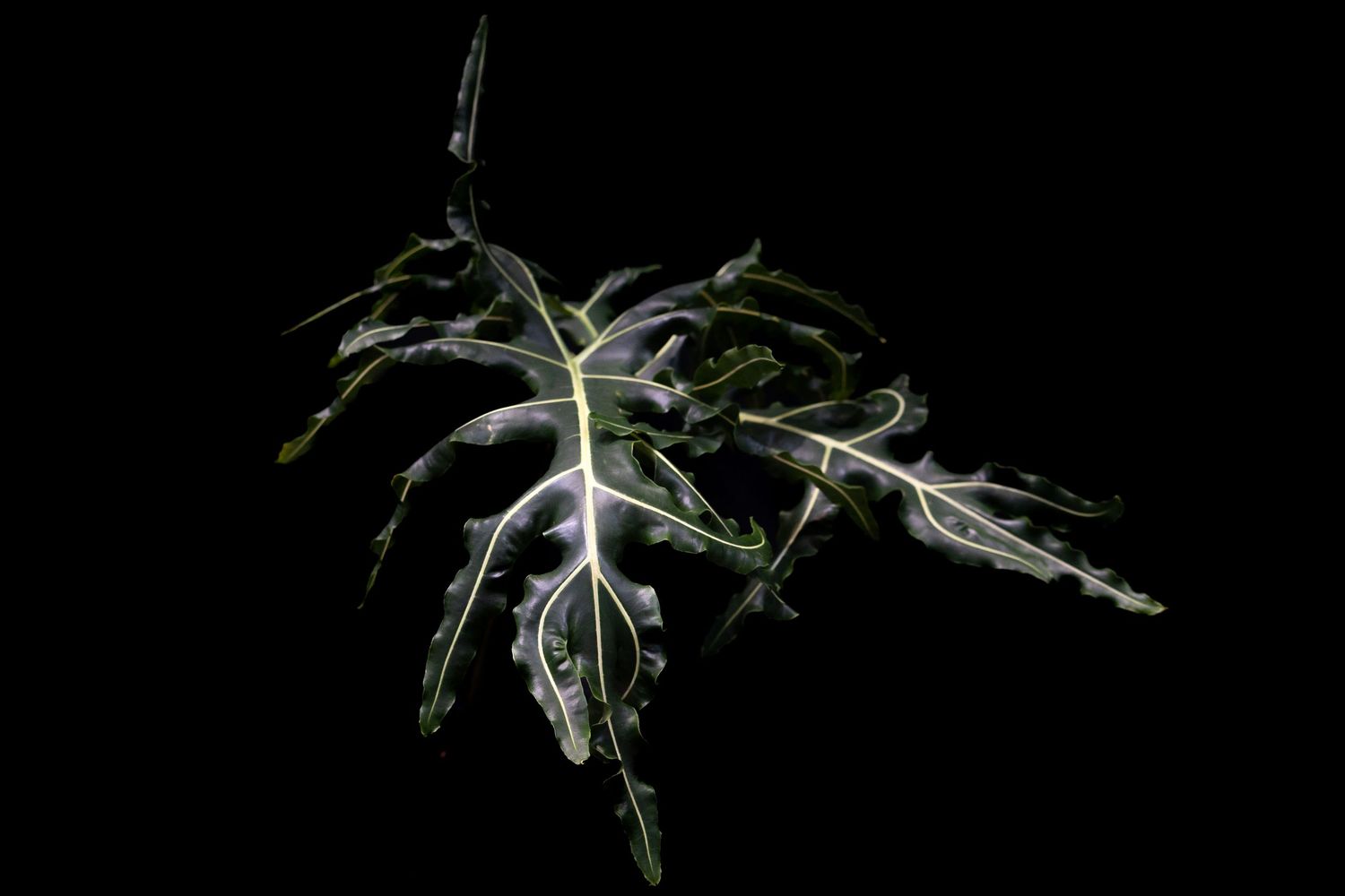 A variegated monstera plant leaf with white and green patterns glows dramatically against a dark background.