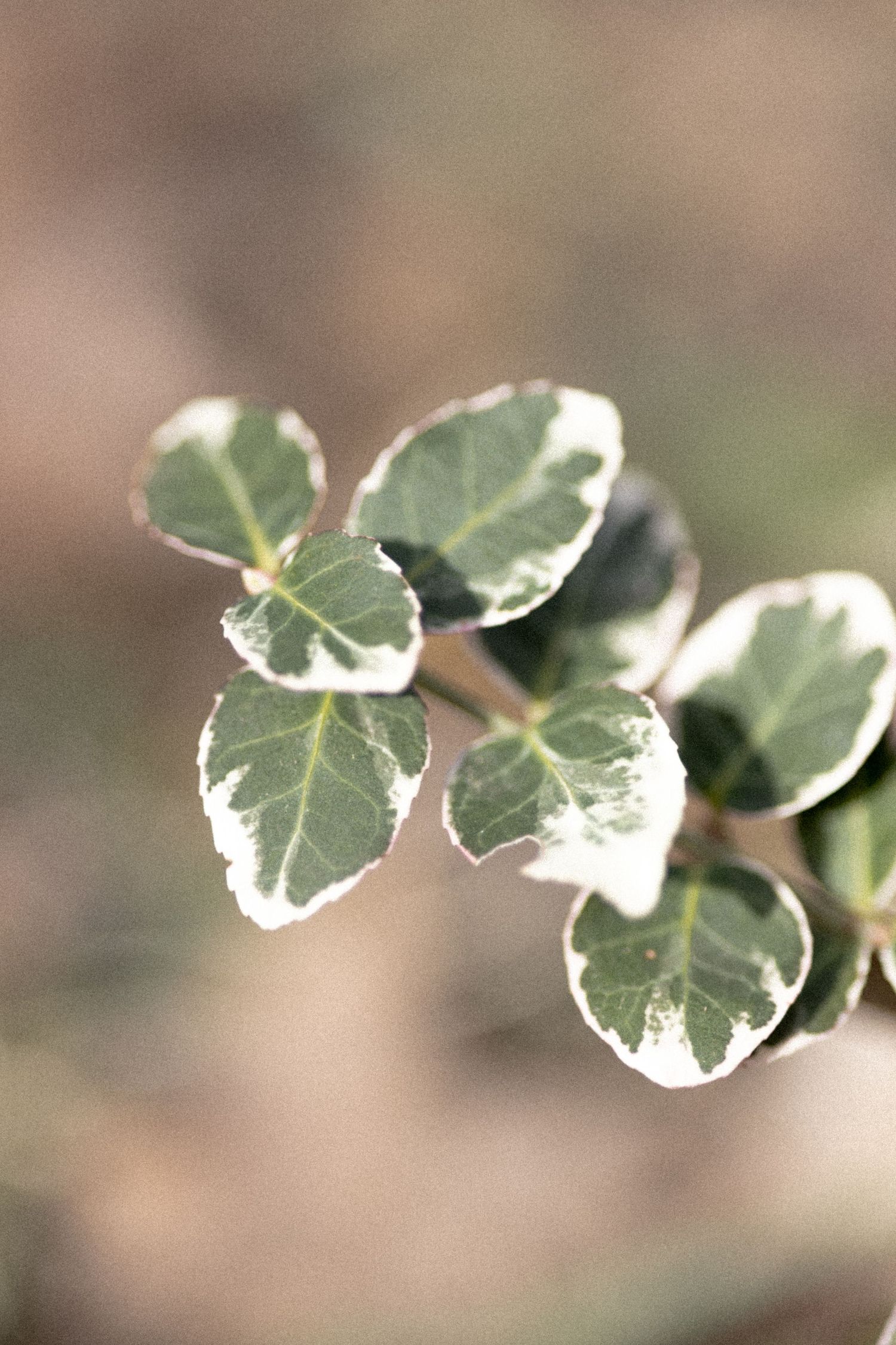 Close-up view of variegated clover leaves with white and green patterns in shallow depth of field.